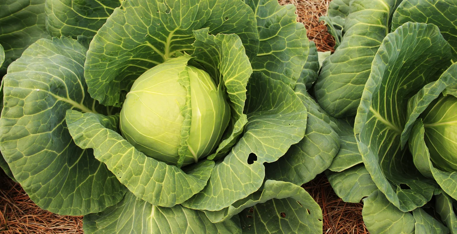YEAR OF THE CABBAGE — Silver Diner