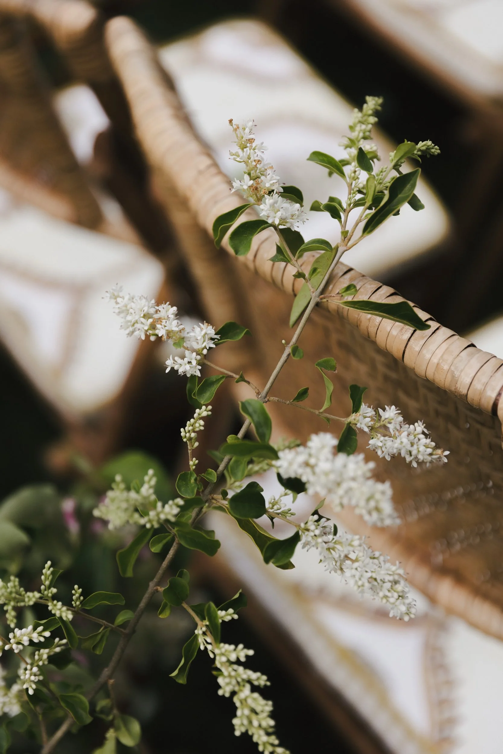 the-petal-project-holly-will-31.jpg