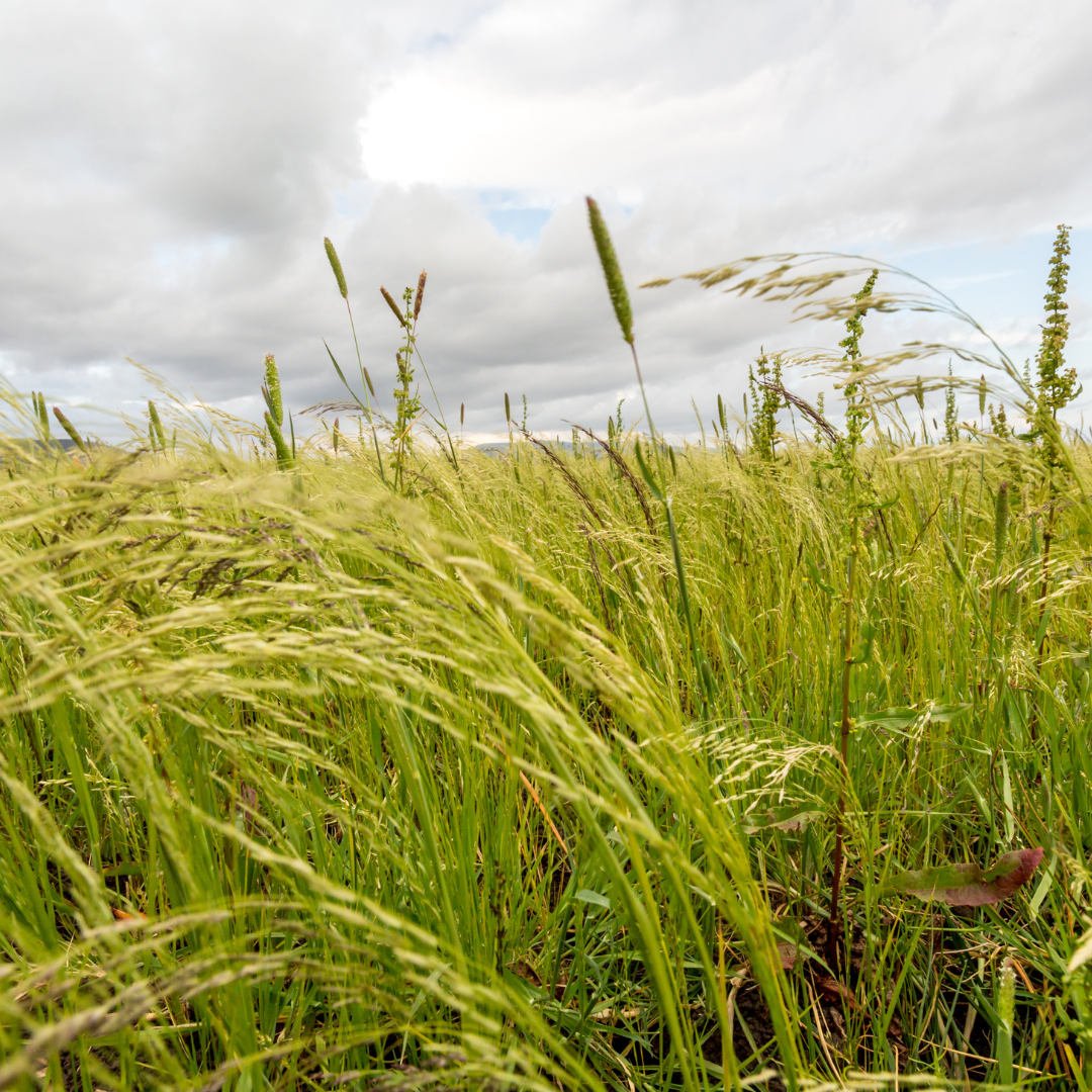 What is teff by kam sokhi allergy chef 