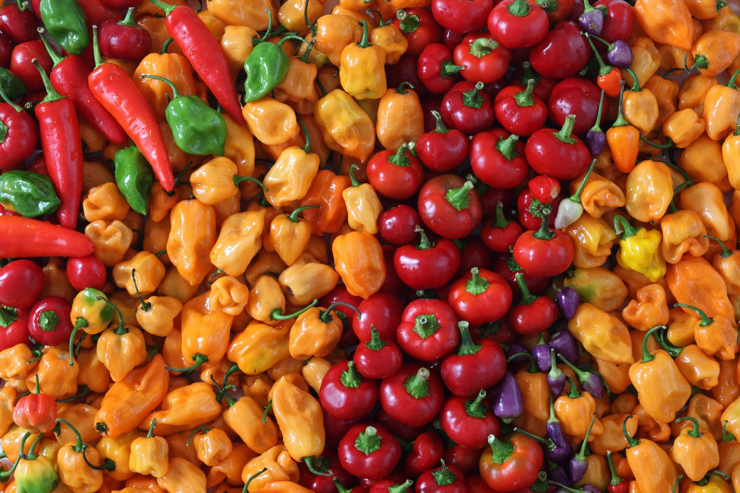 A picture of lots of different types of chillies