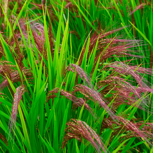Rice crop