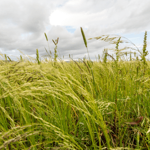 Teff plant