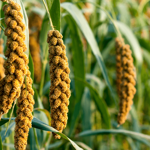 Millet plant