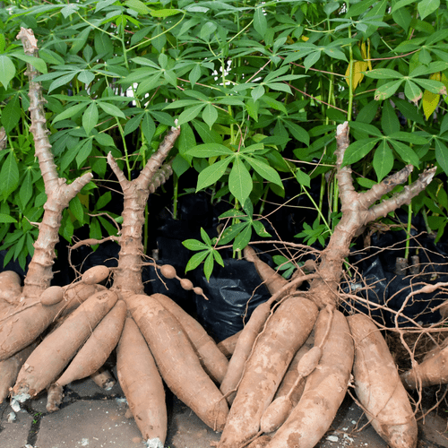 Cassava plant