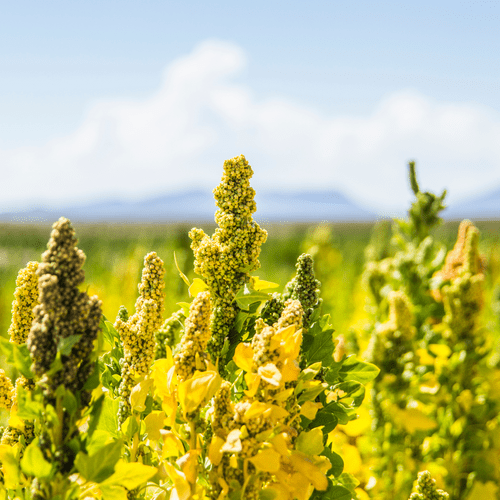 Quinoa plant