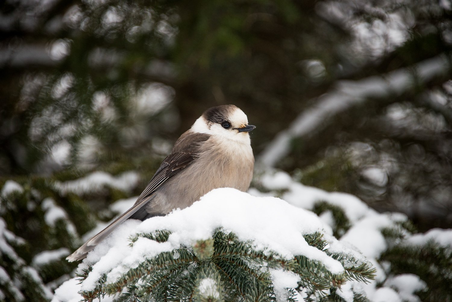 Grey Jay in the snowy Trees