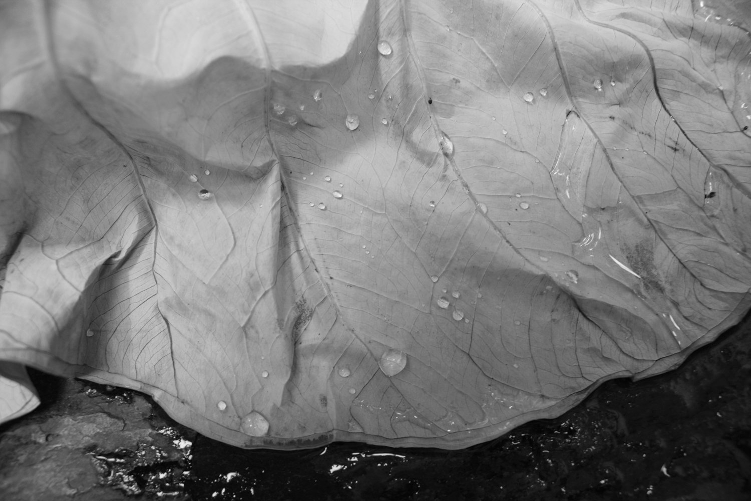 Mizani_Blackandwhite.jpg