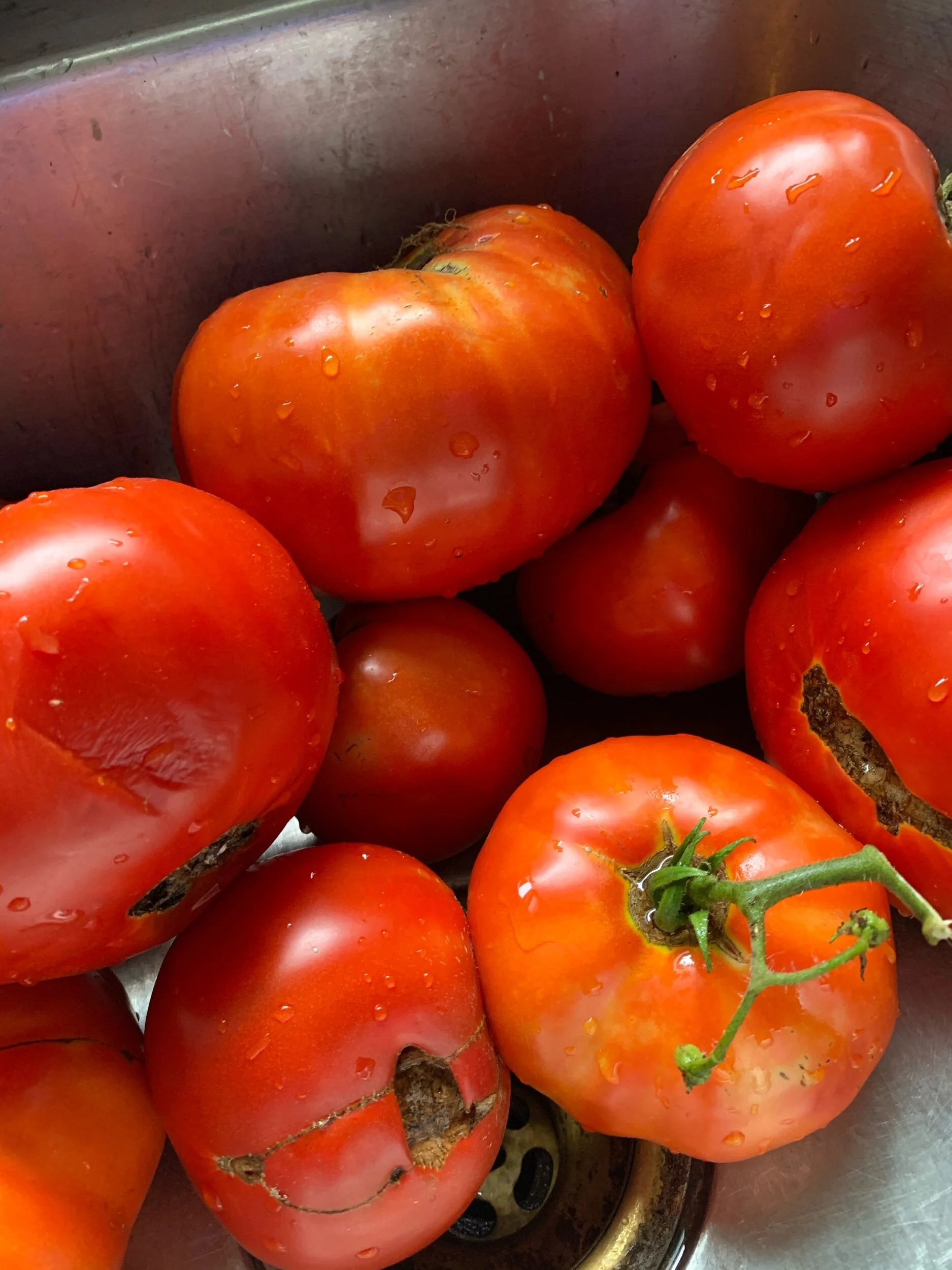 ToE-MAy-ToE, Tah-MaH-Toe