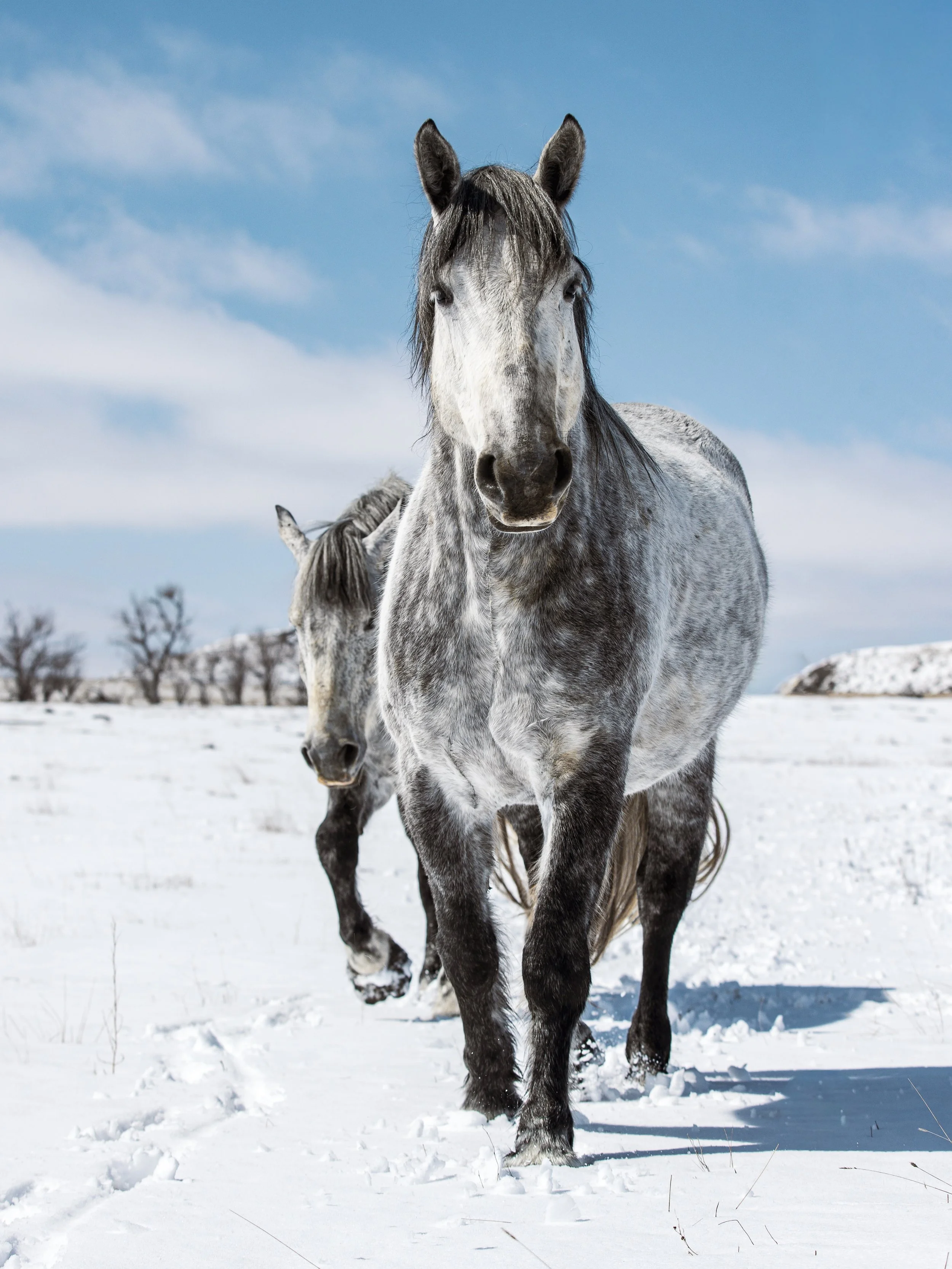 Finishing up this gallery today. How cool are these big guys? 

#dapplegrey #horsesinsnow #workhorse #drafthorses