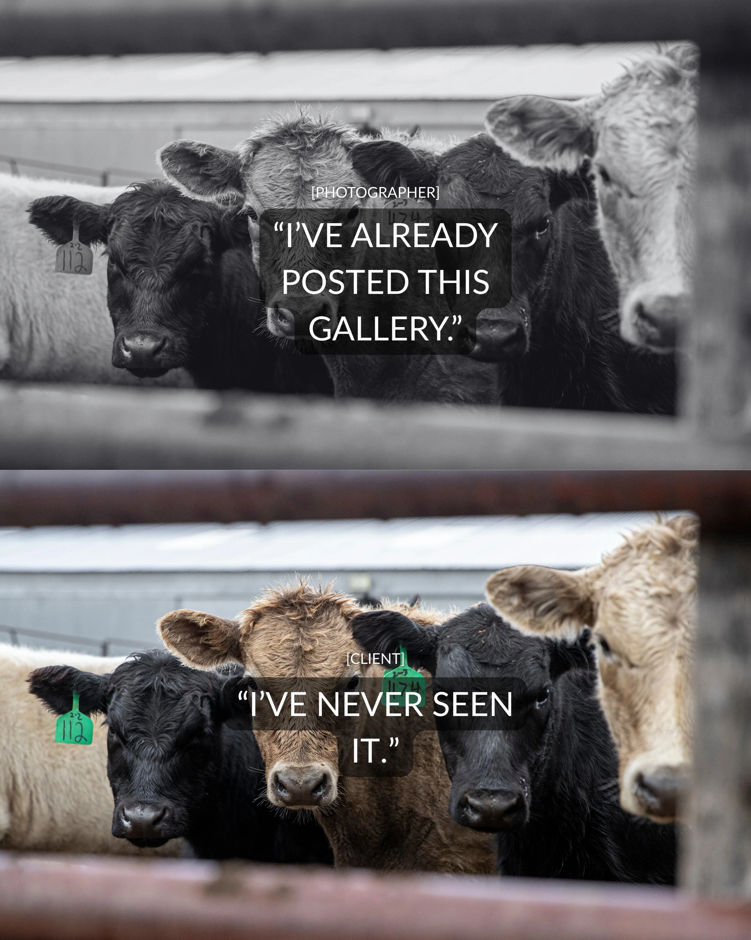 Such a sucker for these new photography trends. 🖤 

#westernphoto #westernphotography #rodeophotographer