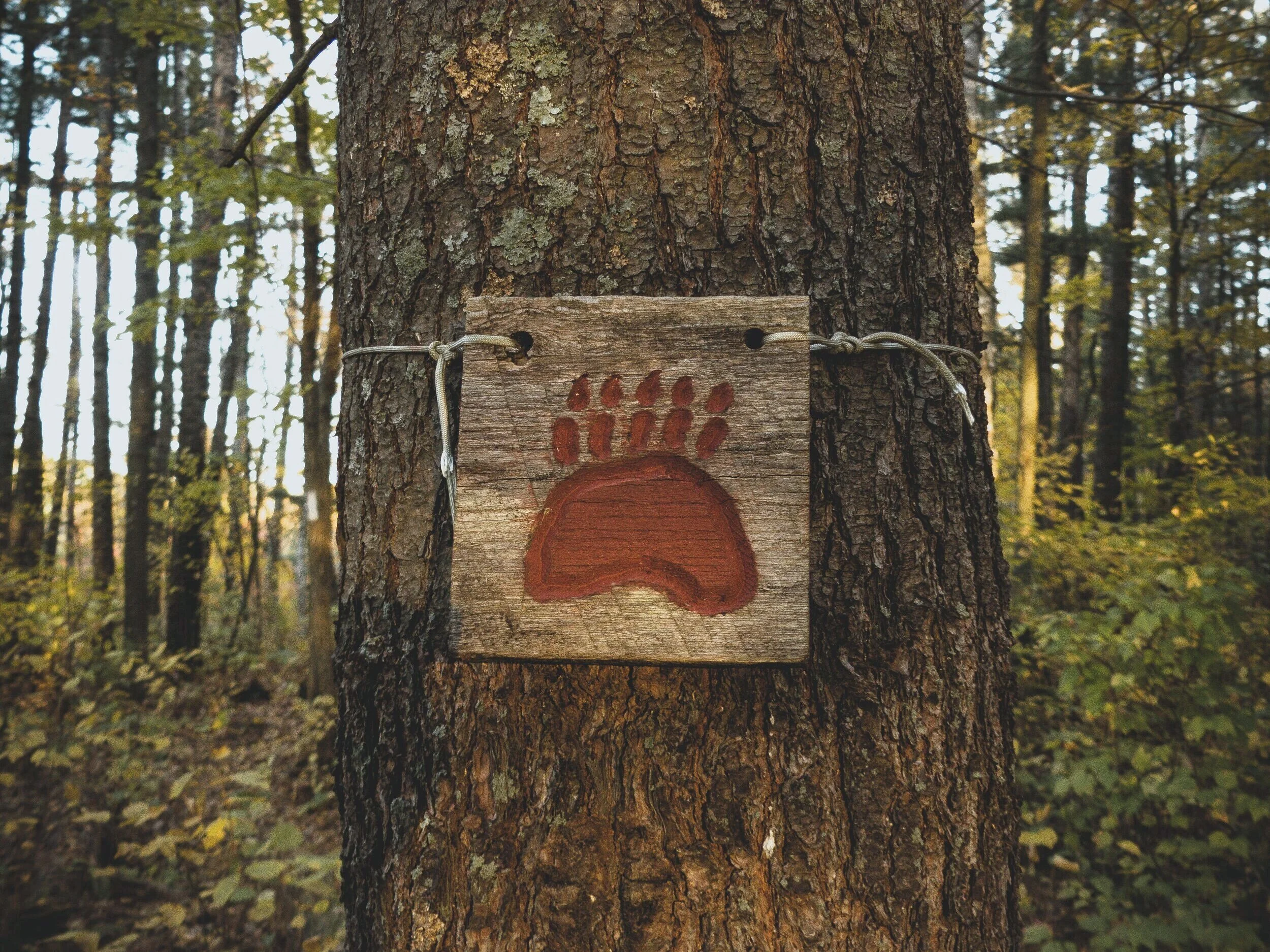 Bear+sign+tree+%28Photo+by+T+L+on+Unsplash%29.jpg
