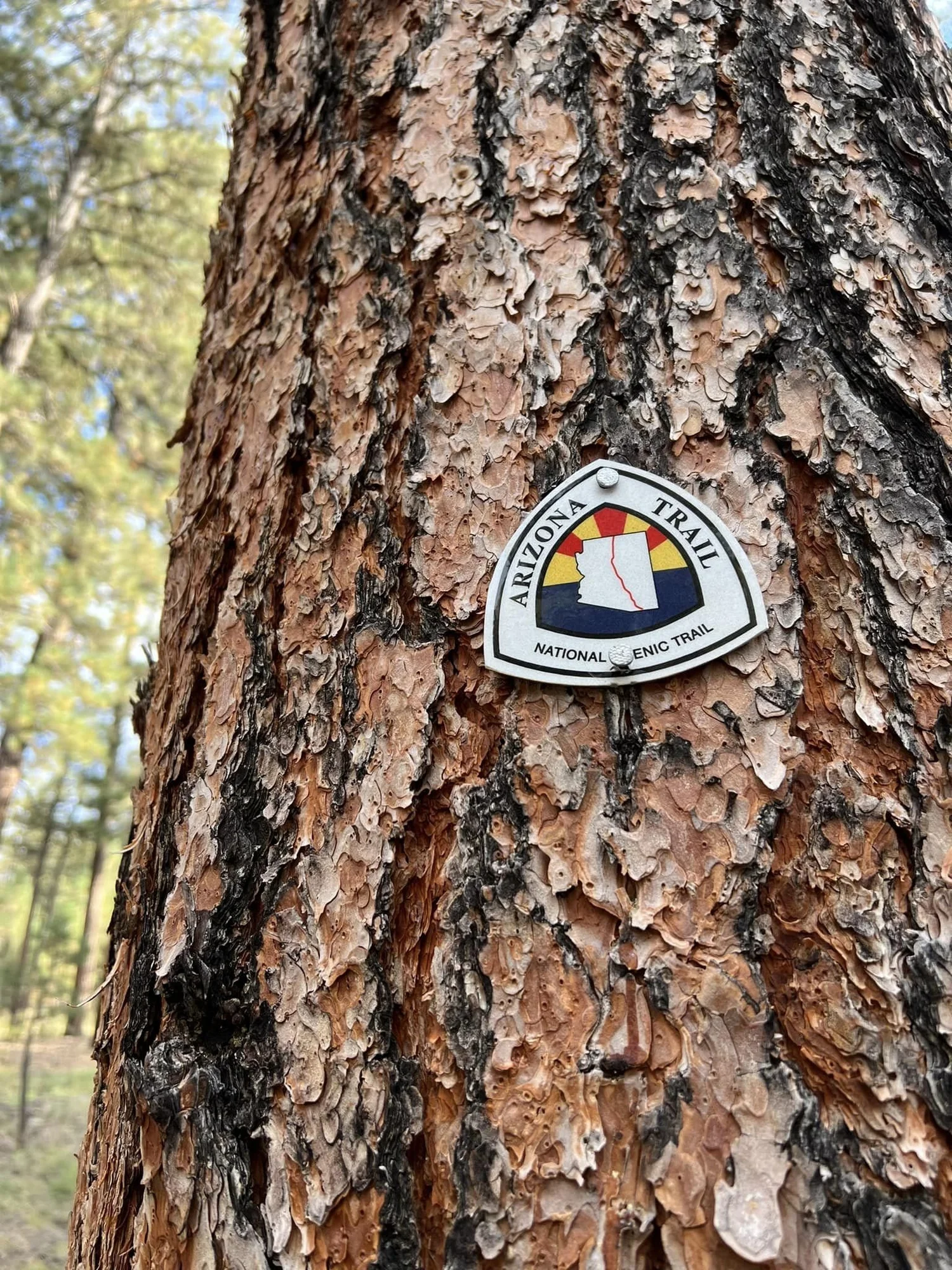 Everything you need to know about the Arizona Trail — USA Adventure Seeker