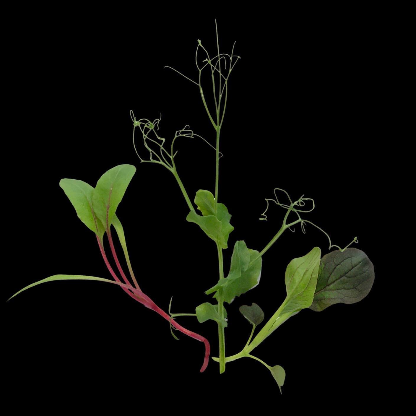 Magenta Swiss chard, tendril pea, purple pac choi 🌱