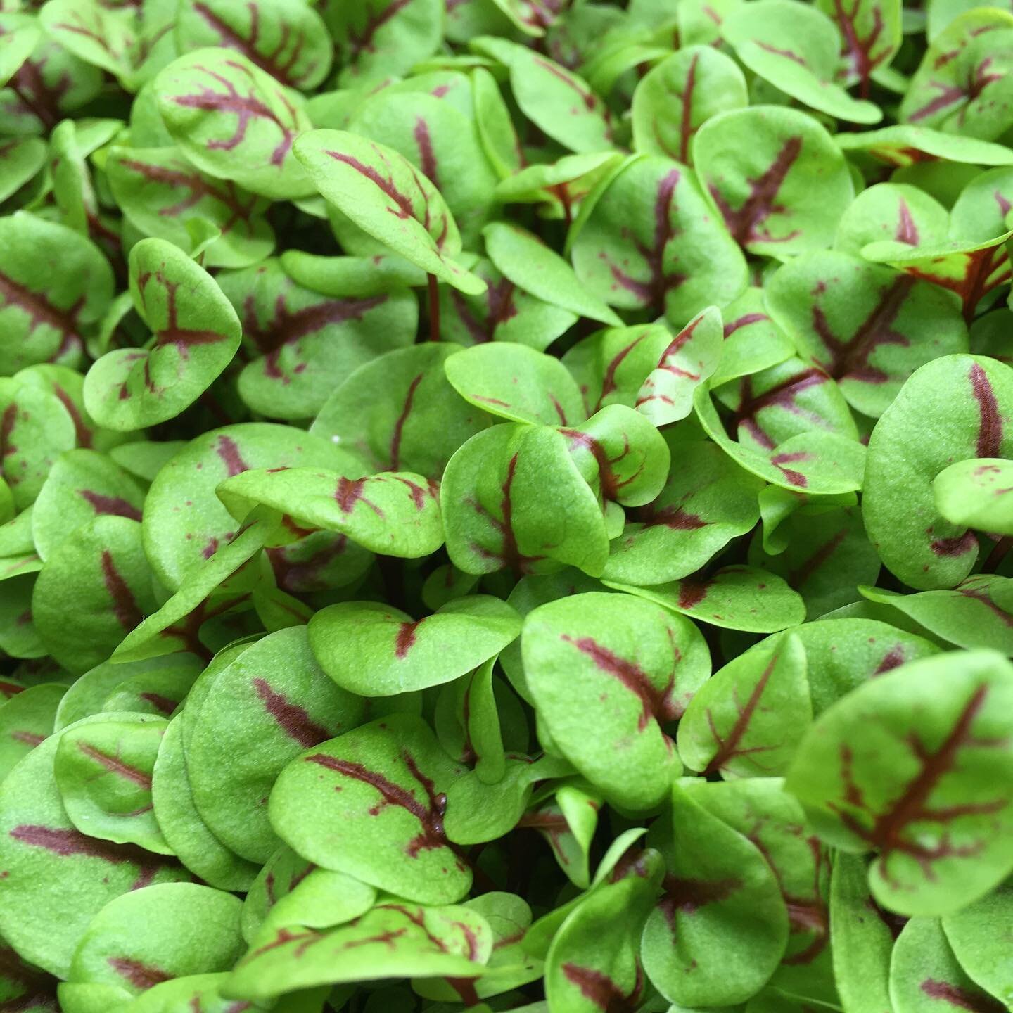 Red veined  sorrel is back this week! 🍃 💥 🎉