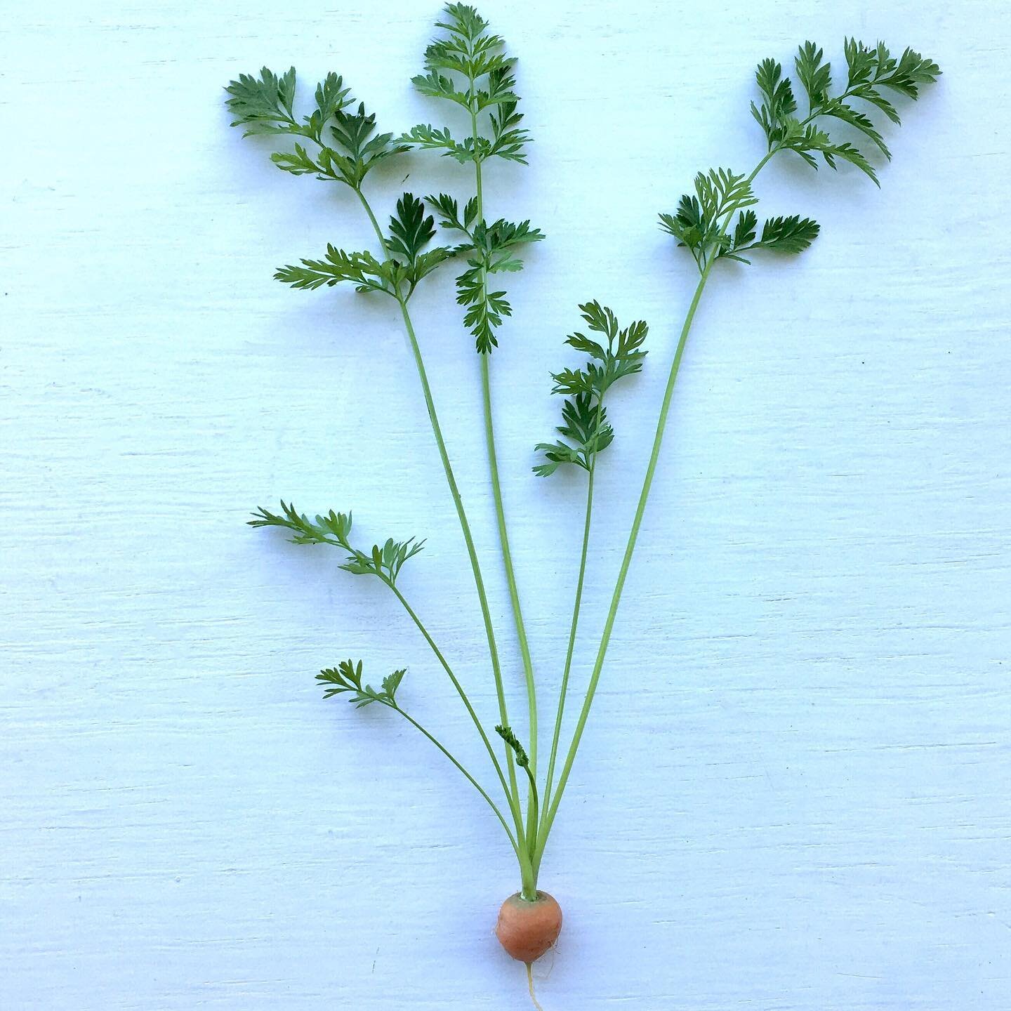 Soon! Parisian carrots are almost ready!