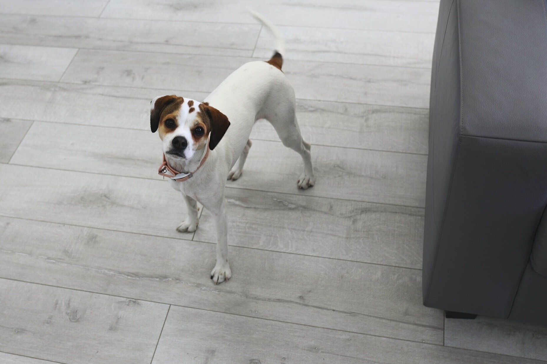 Corona, Sebastian's Dog