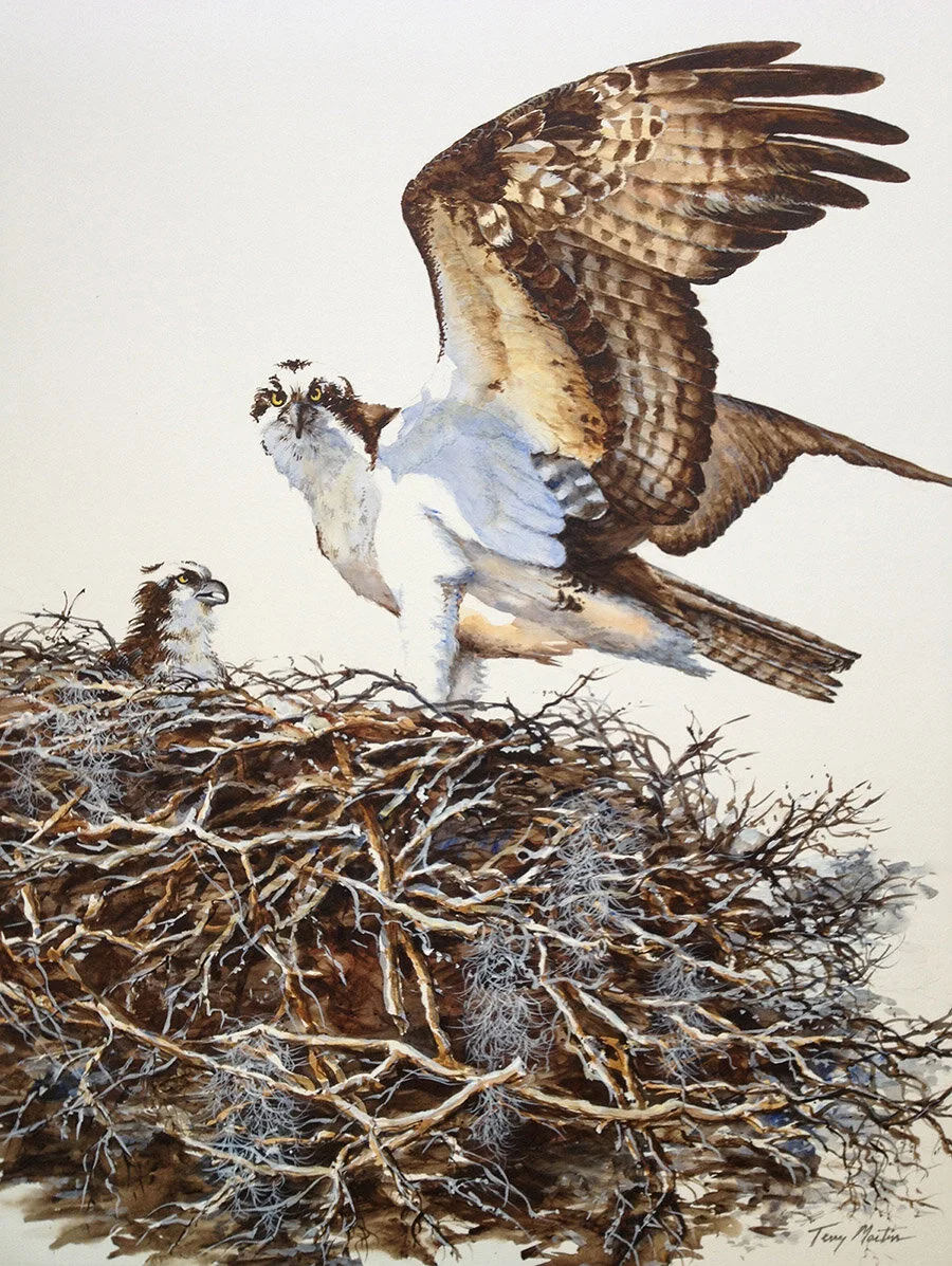 Close Enough (19” x 24,” acrylics on watercolor board) Osprey