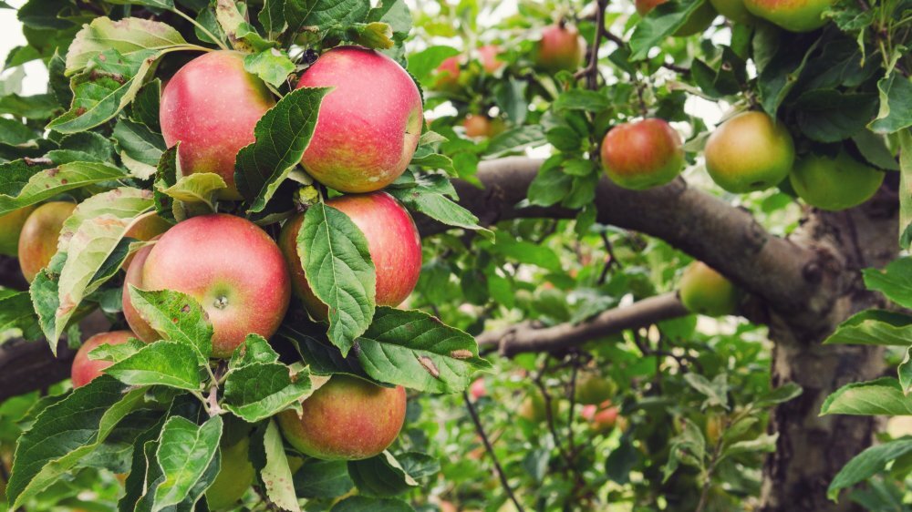 20 things you didn't know about Minnesota's famous Honeycrisp apples