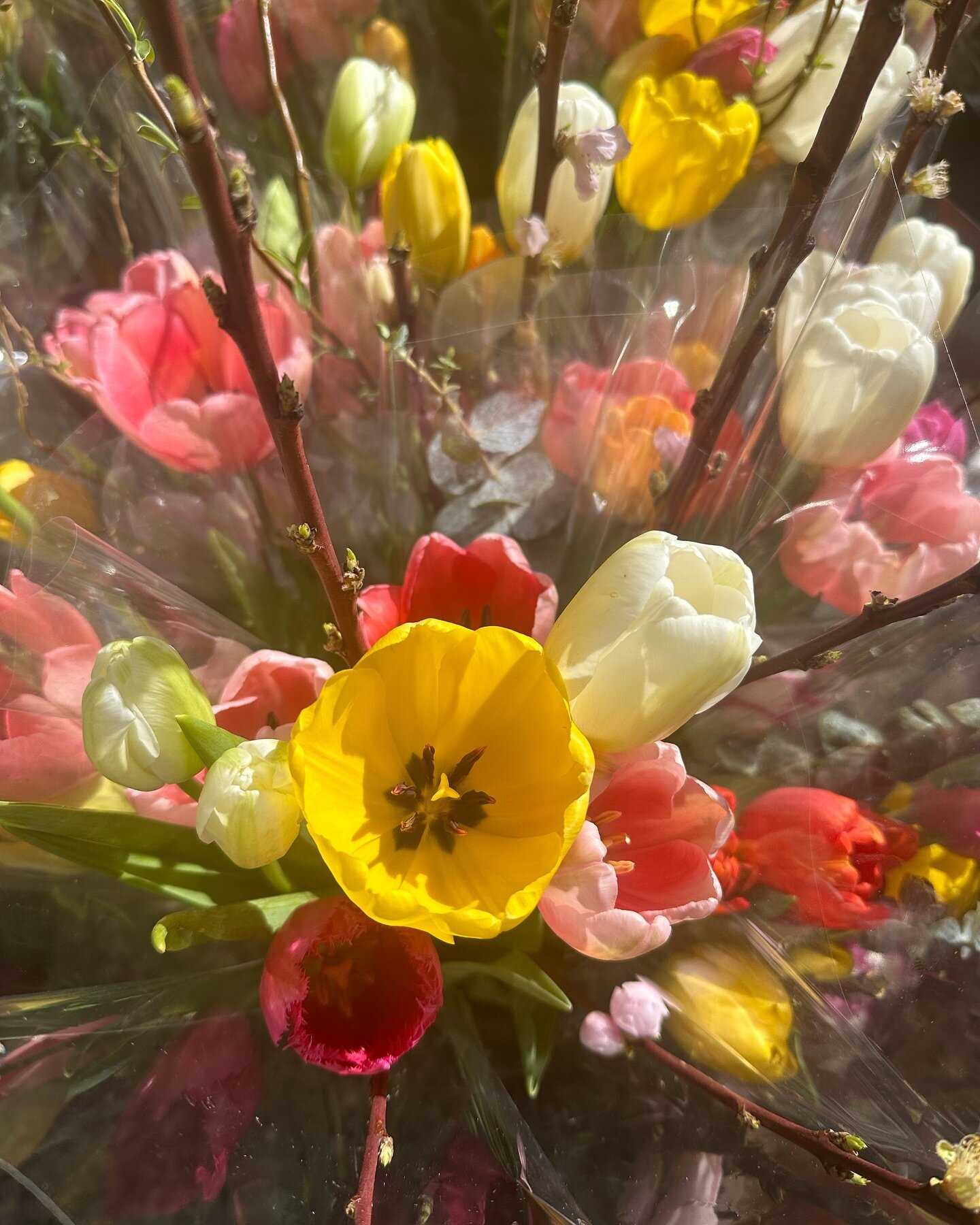 The flowers are really opening with the March sun and Rittenhouse is alive with the breeze!

The Rittenhouse Farmers&rsquo; Market is open Tuesday from 10am to 2pm and find what spring brings! 🌺🌸🌹