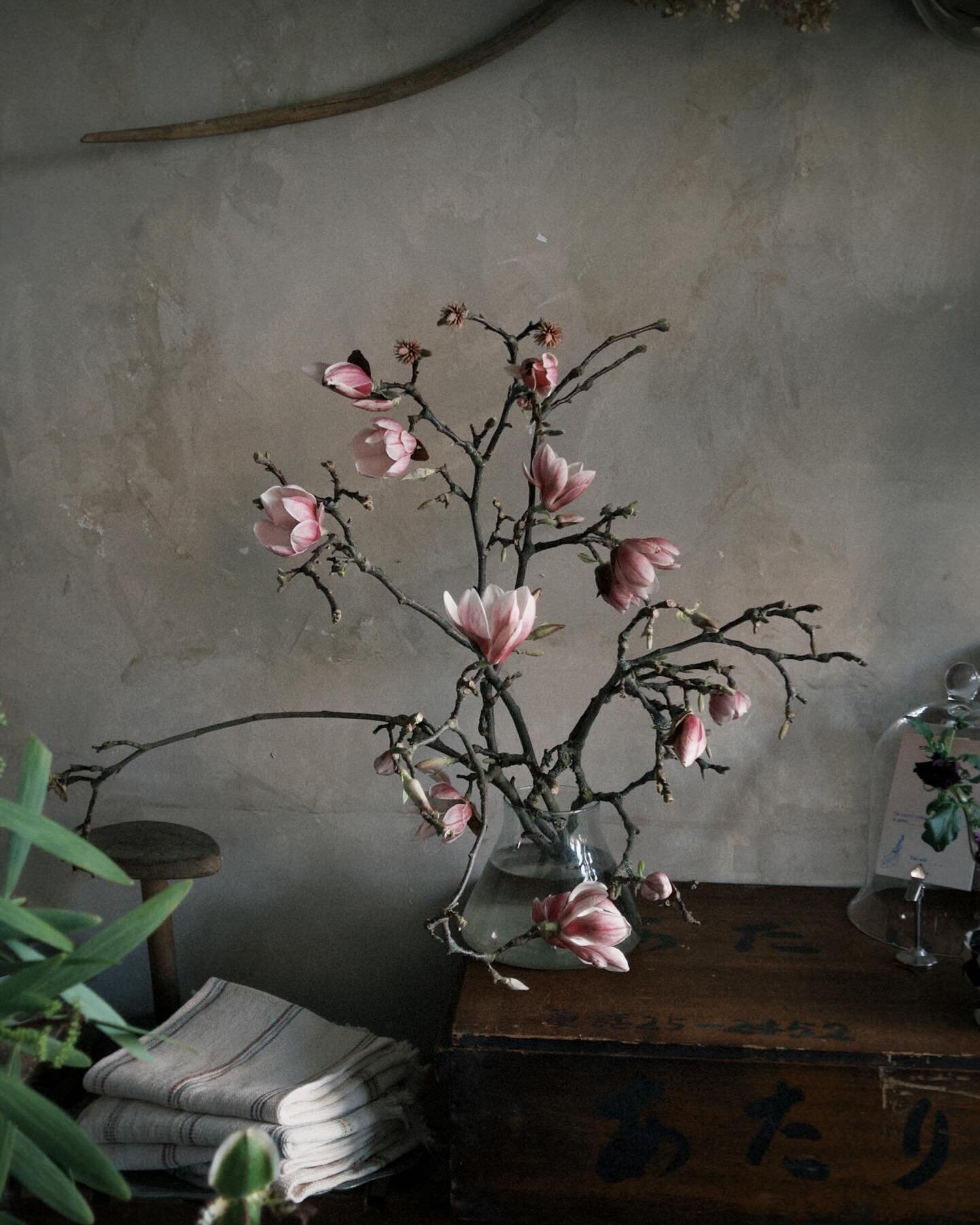 Celebrating Magnolia, which you see them blooming everywhere now.
It&rsquo;s a dream to have one in the garden. 
It&rsquo;s also edible, try deep fry. 

#magnolia #springflowers #blossom #londonflorist