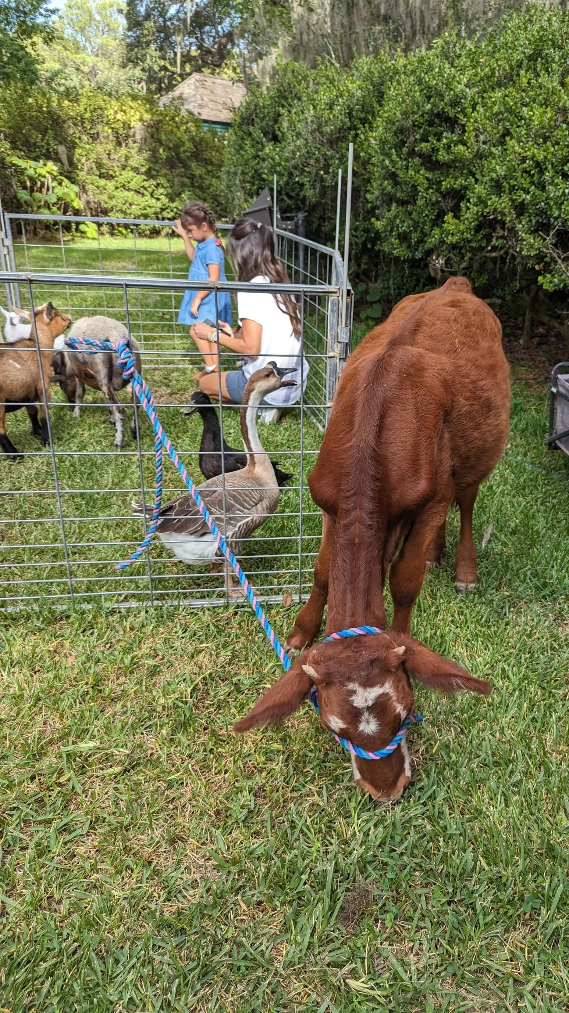 petting-zoo-cow.jpg