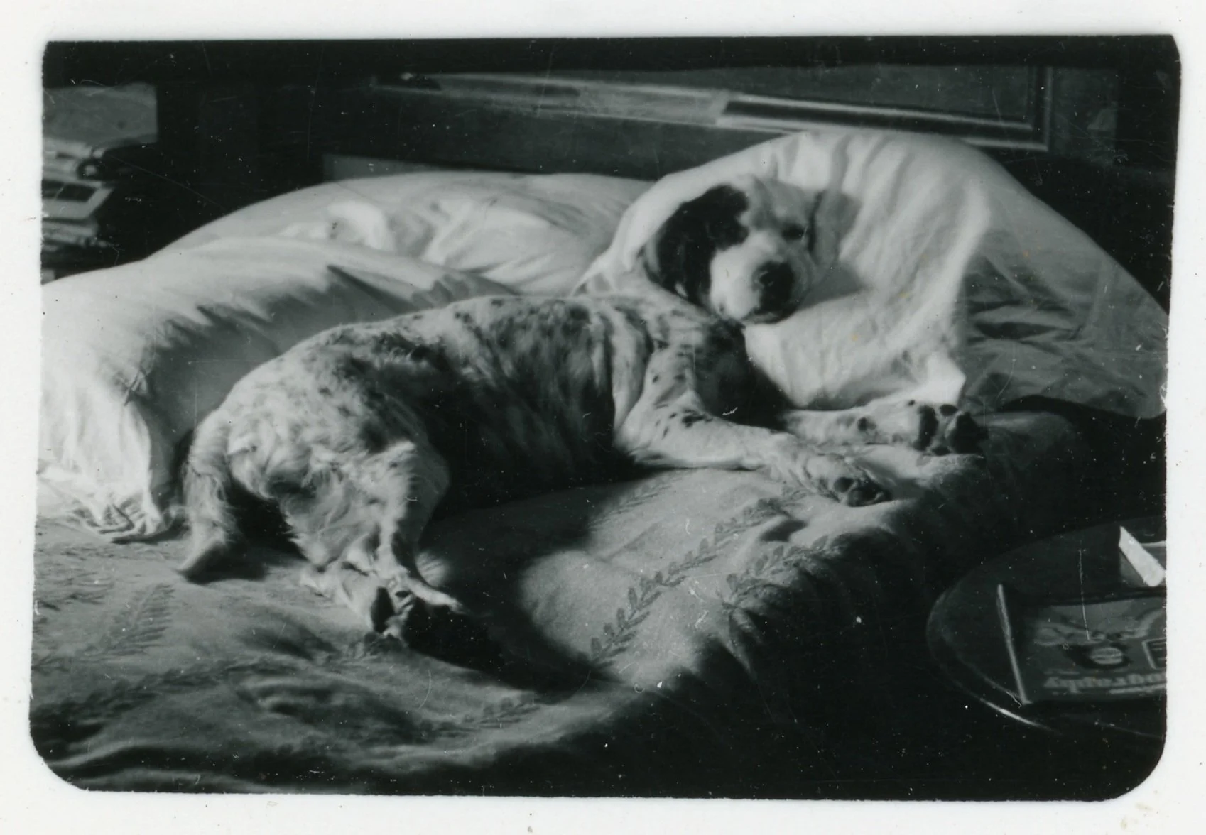 Black-and-white photo of a dog laying on a bed. Dog is resting head on pillow and laying on a blanket with leaf design. Magazine sitting on side table next to bed.