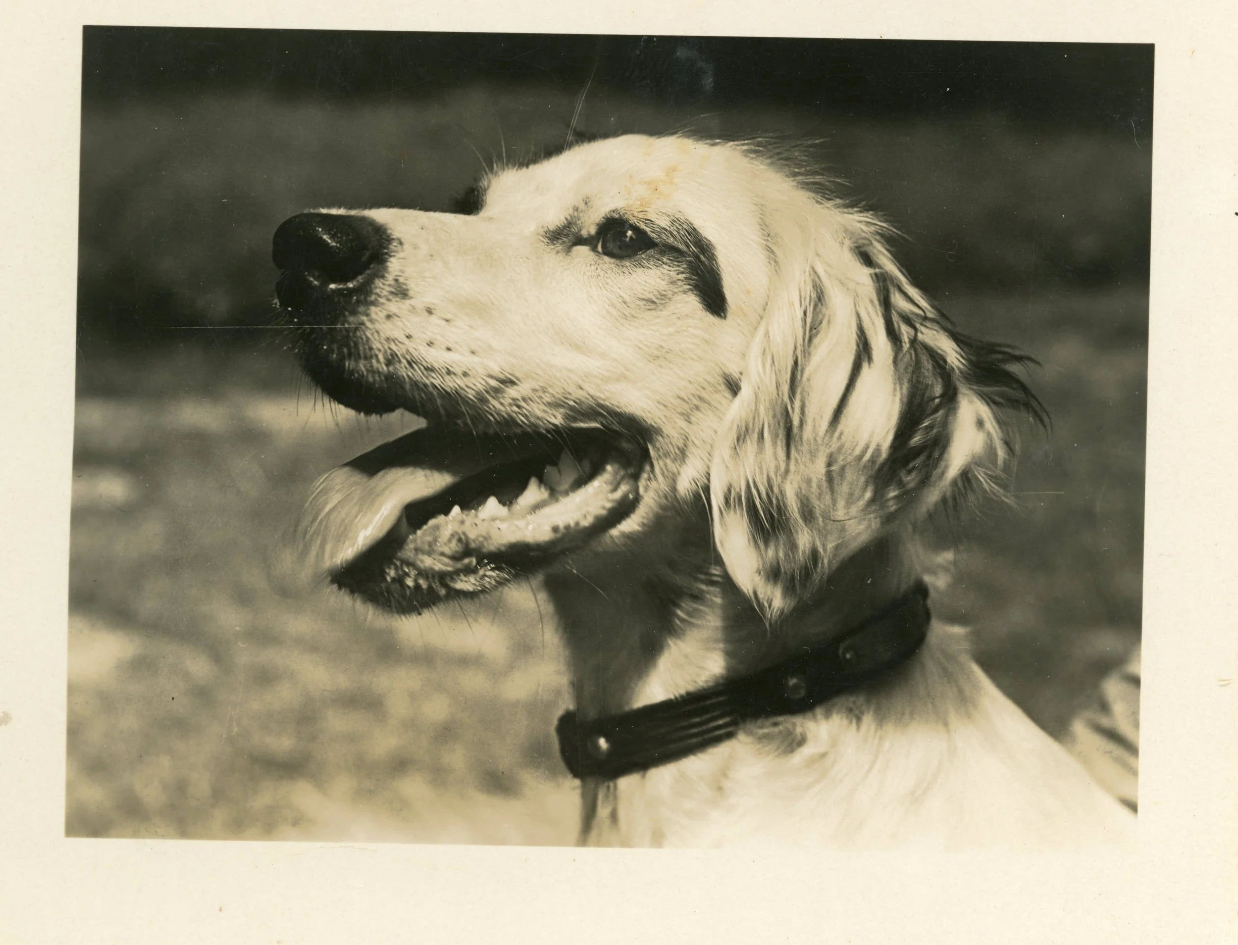 Profile on Spot, a “Most Companionable Setter”