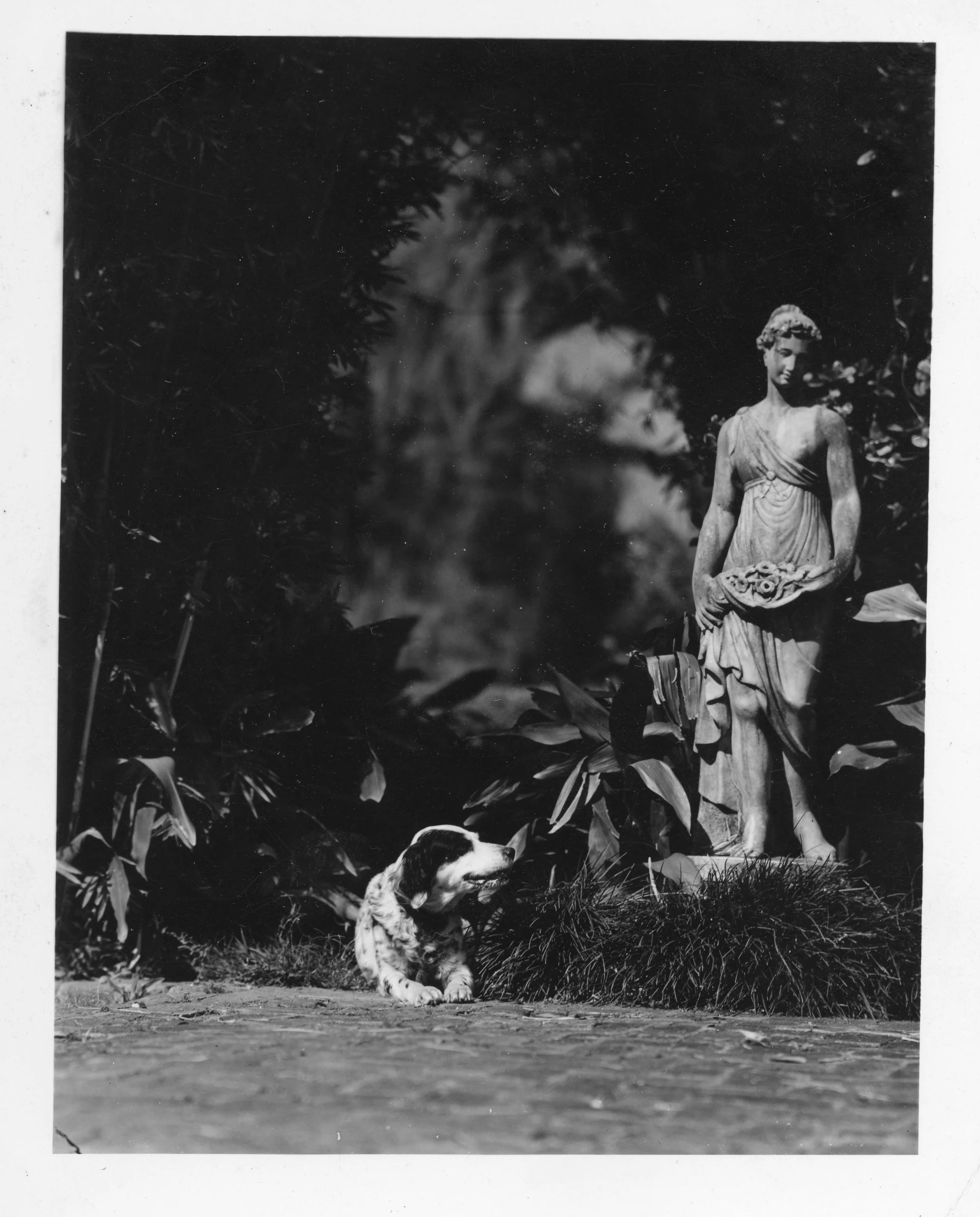 Black-and-white photograph of a dog lying beside a classical garden statue of a woman holding flowers, surrounded by dense foliage and plants in a shaded outdoor setting.