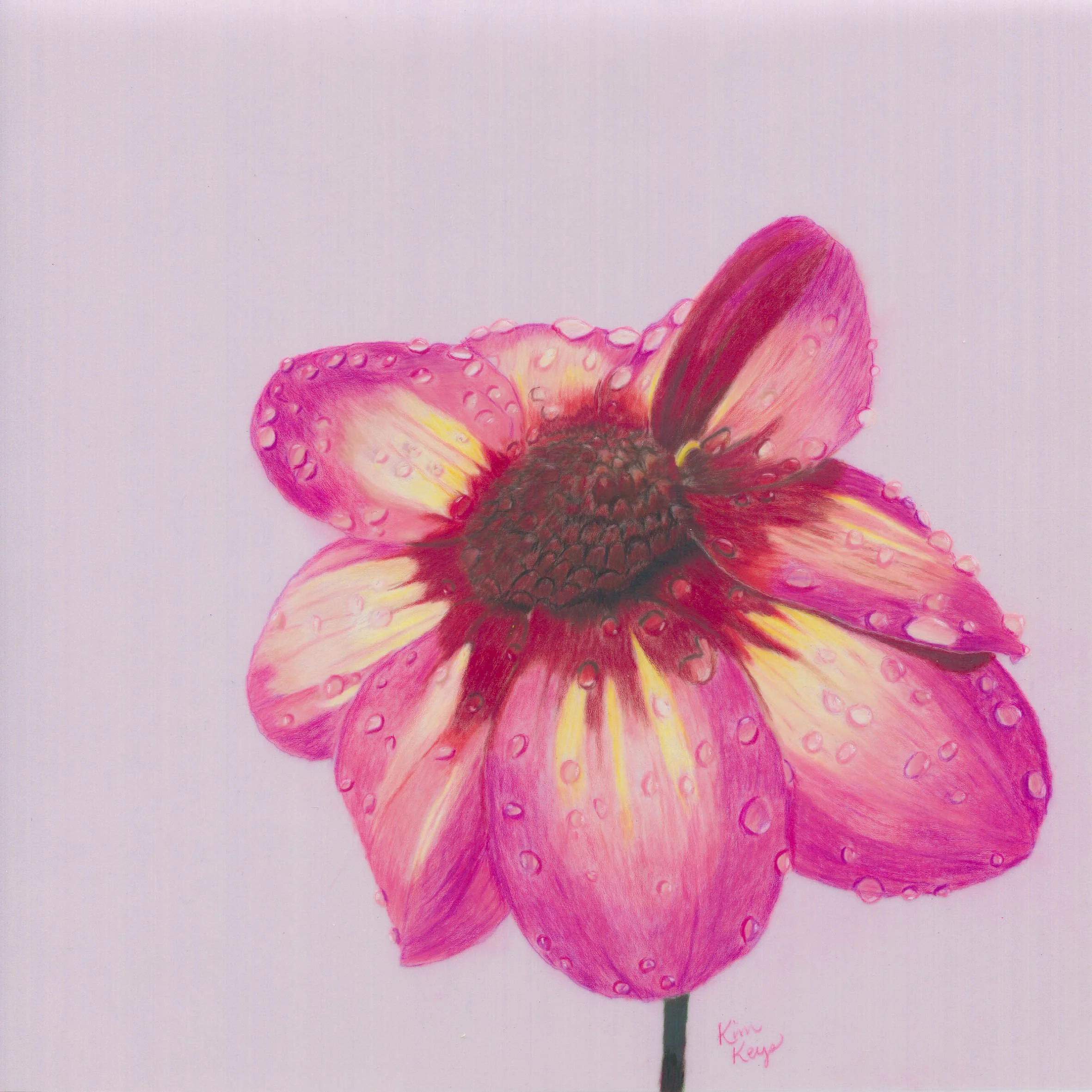 Colored pencil art for sale — Kim Keys Fine Art colored pencil artist