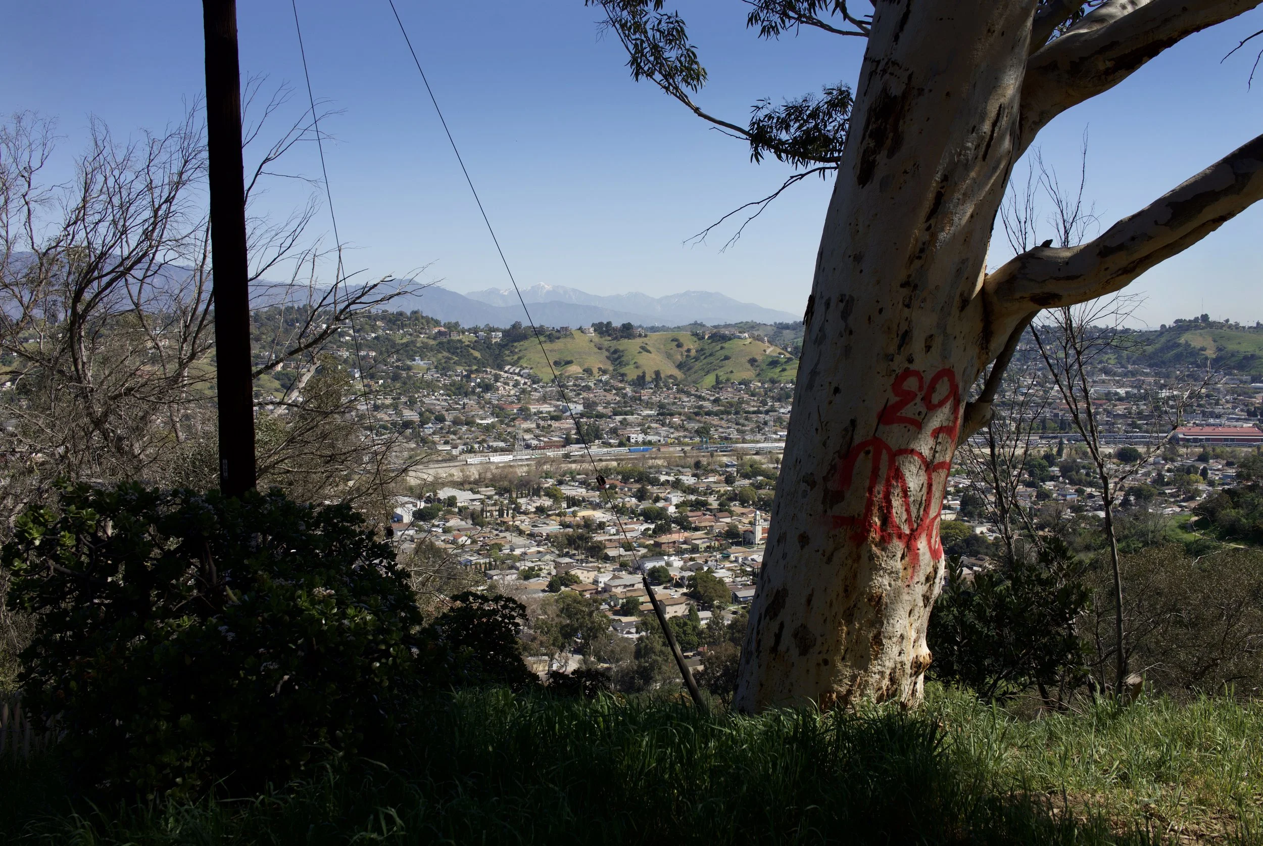 LA View Graffiti tree copy.jpg