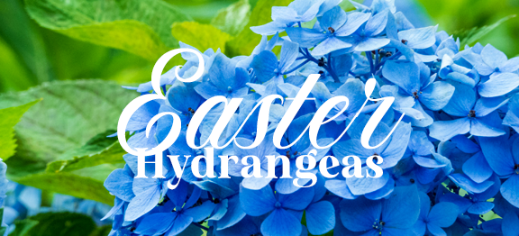 Easter Hydrangeas