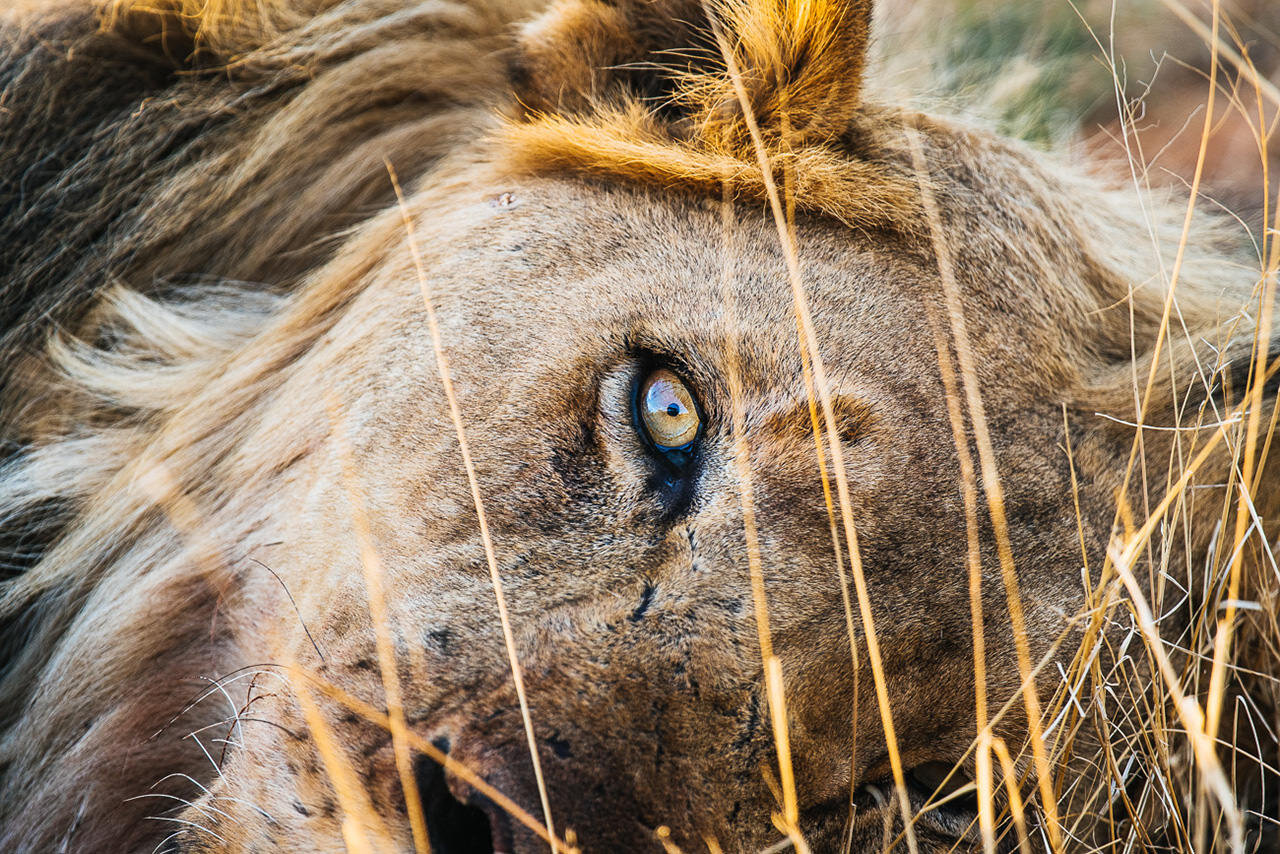 Namibie lion.jpg