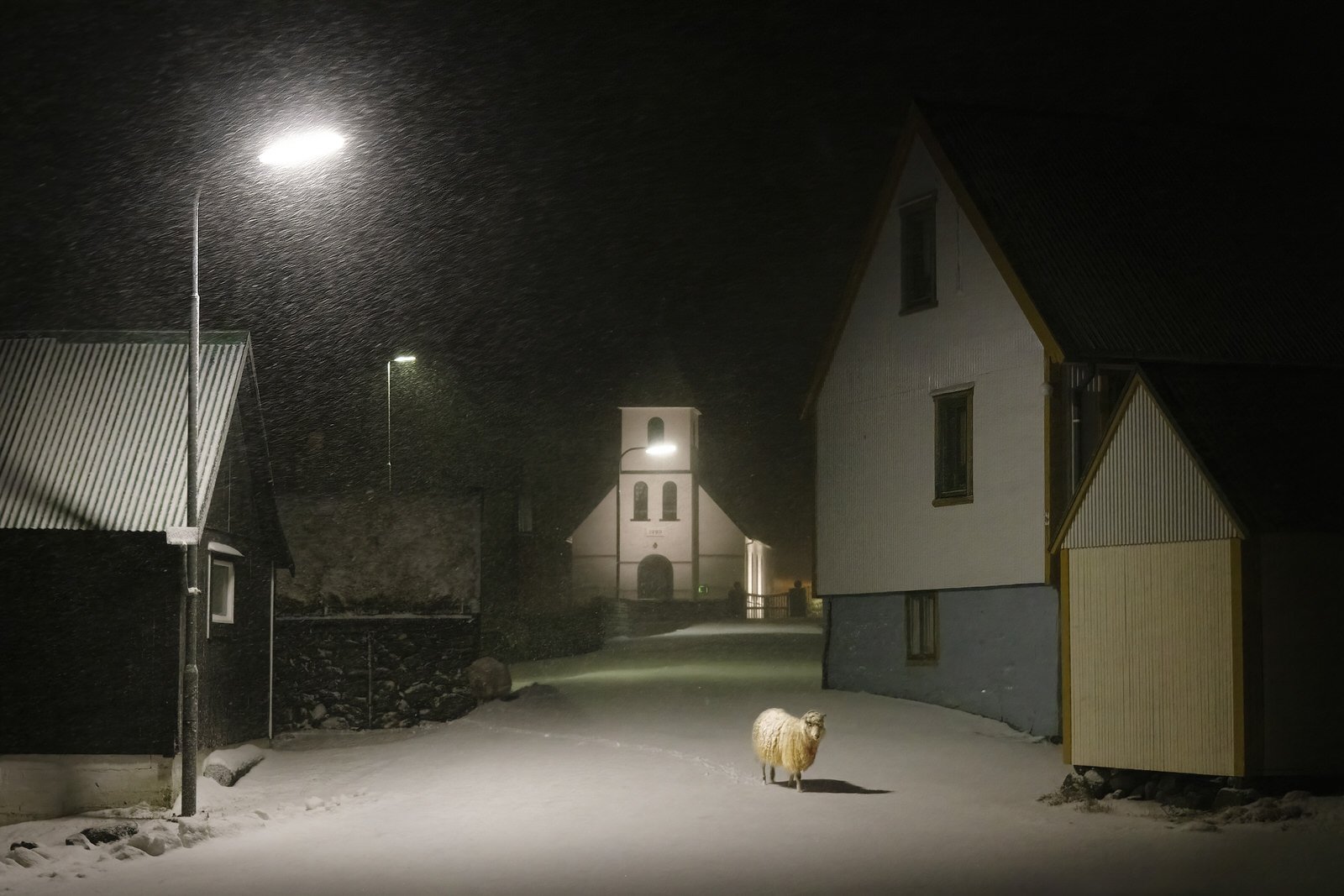 Le mouton dans la nuit. Sheep in the night. Iles Féroés, Faroe Islands 2022 © Christophe Jacrot.jpg