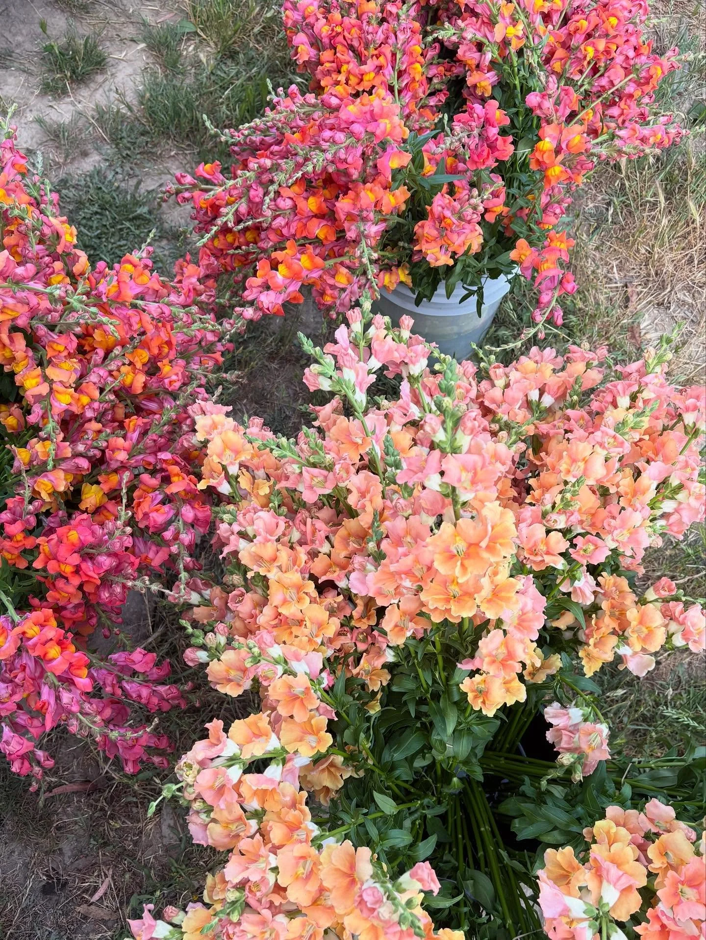 Our first big @loopgardens harvest of snaps! Earlier this year we decided to try something new and planted flowers with our friend in West Sonoma county. And just like that, Loop has a garden! and a whole ecosystem has been created, swipe right to th