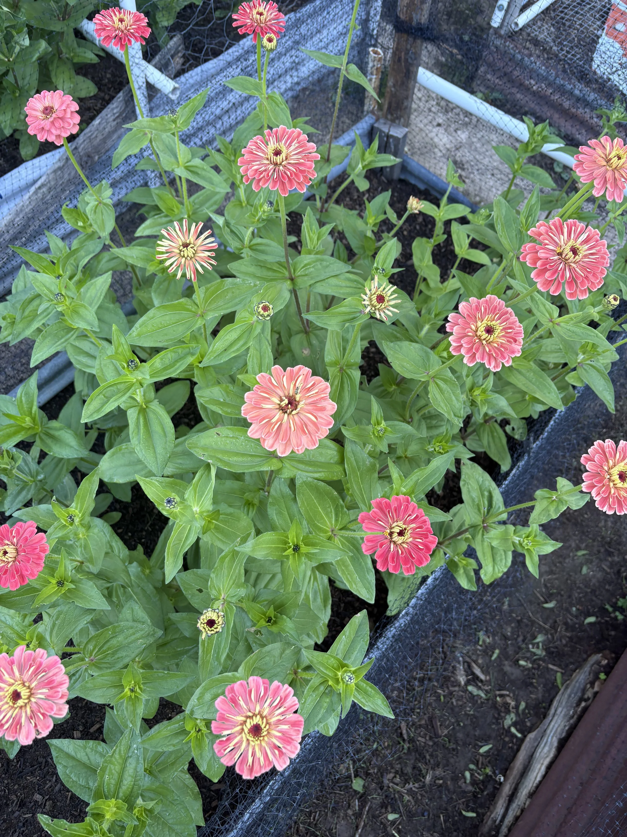 benary salmon zinnia.jpeg