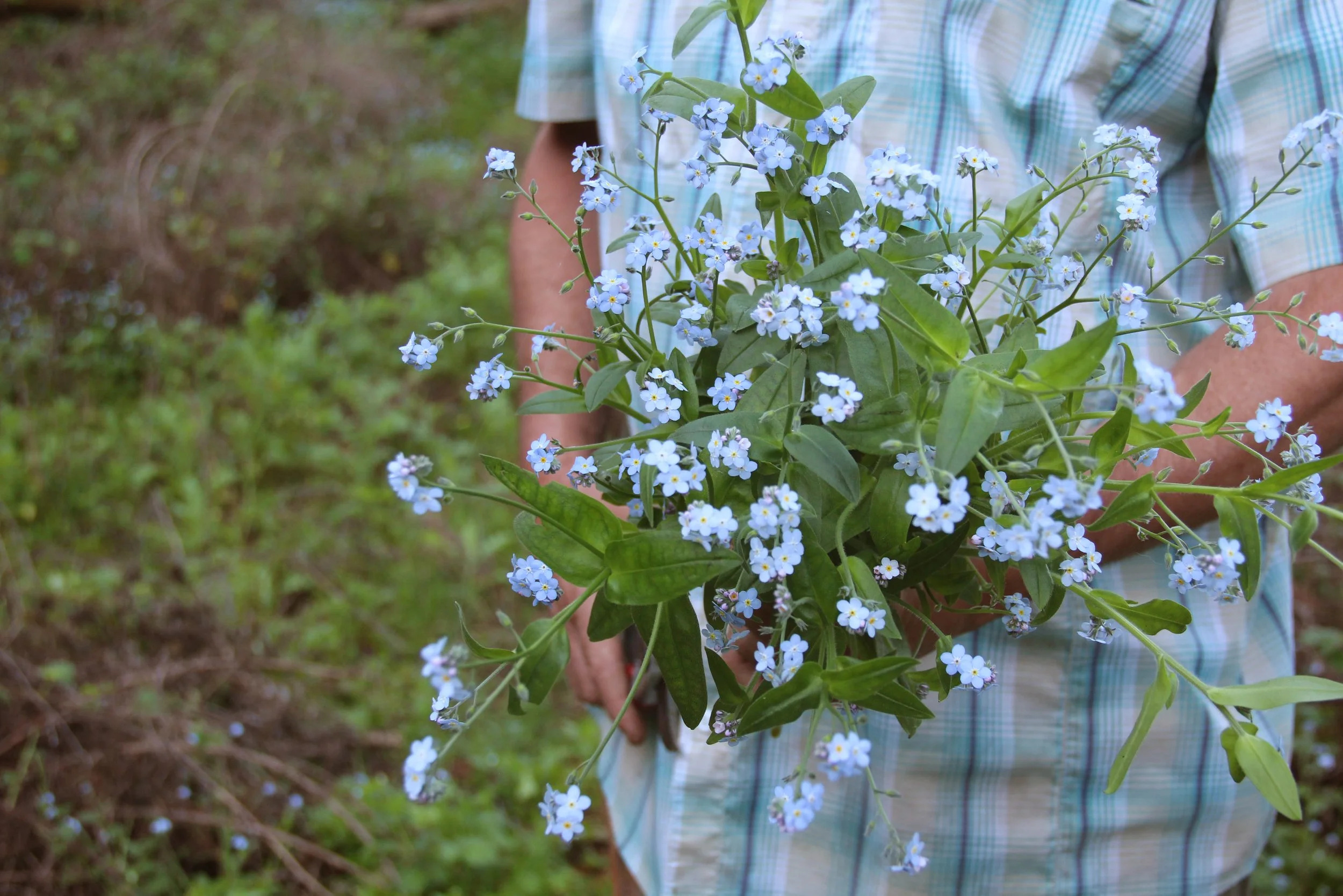 forget me not_ALT.jpg