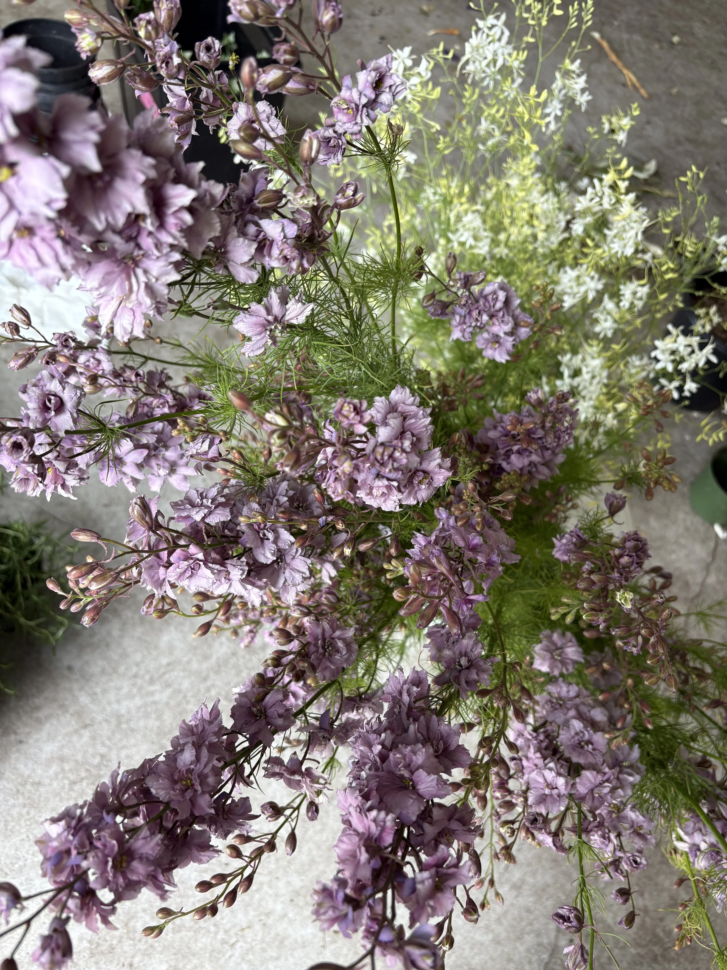 larkspur misty and cloud.jpeg