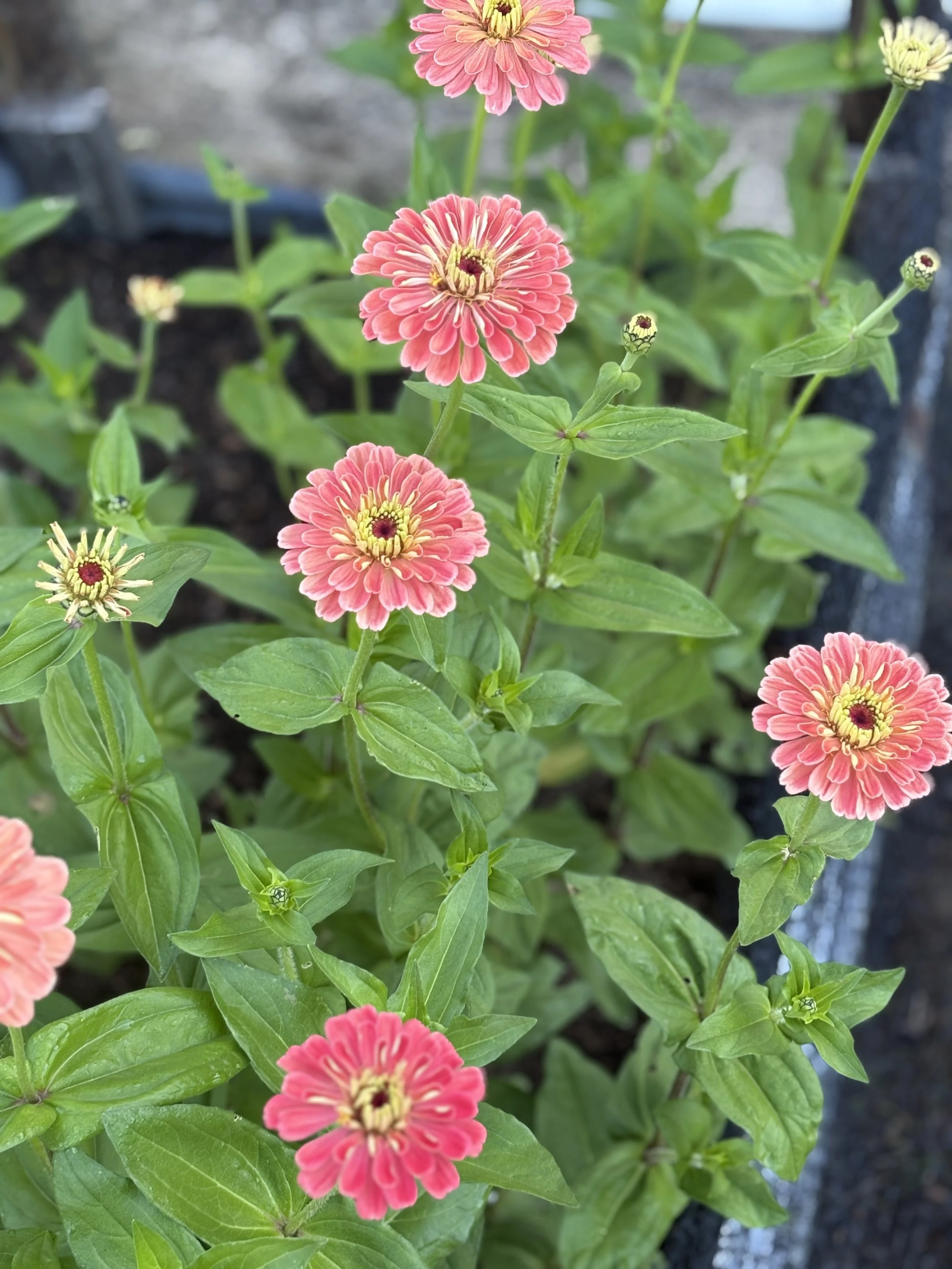 salmon zinnia.jpeg