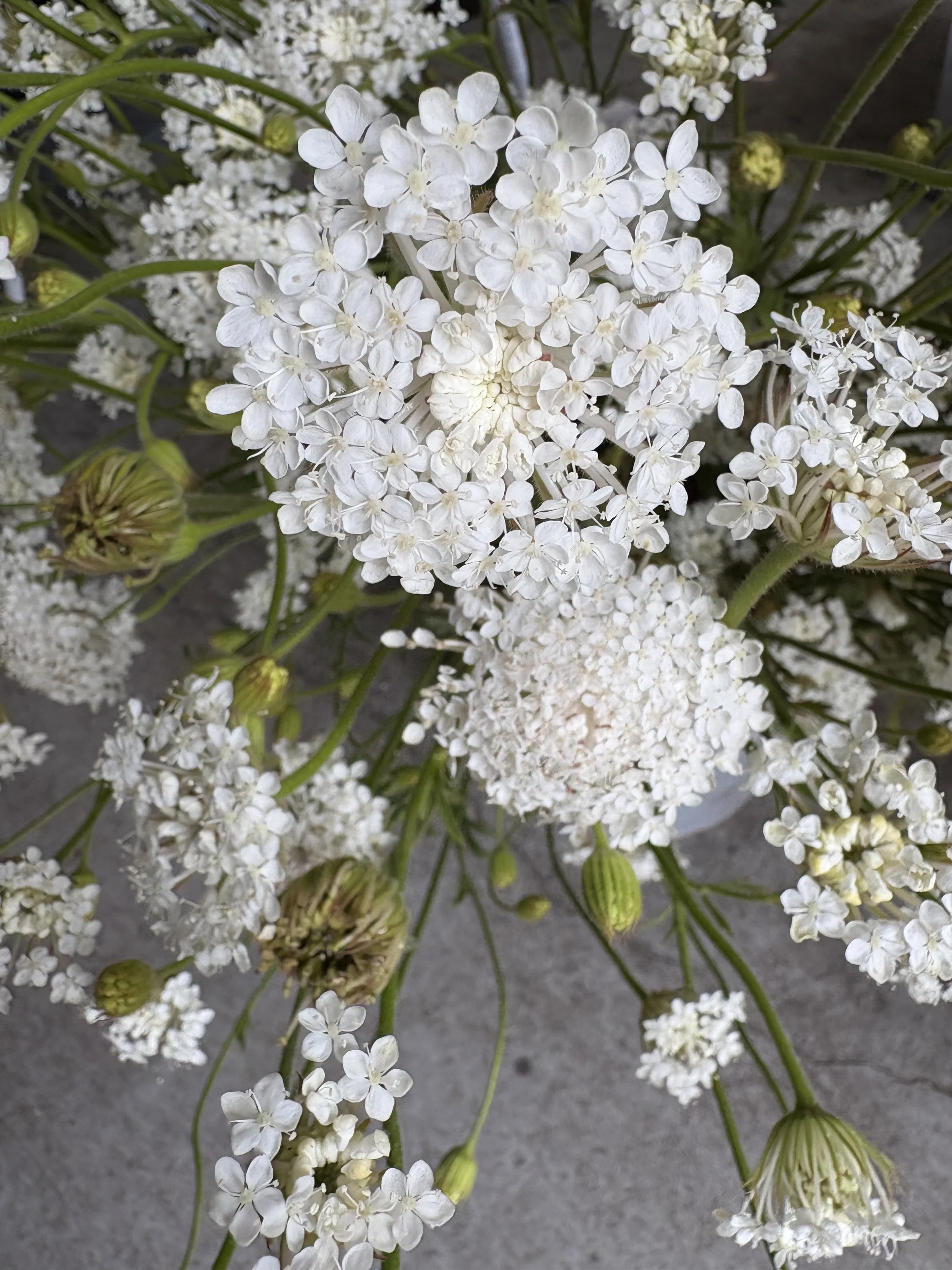 white didiscus.jpeg
