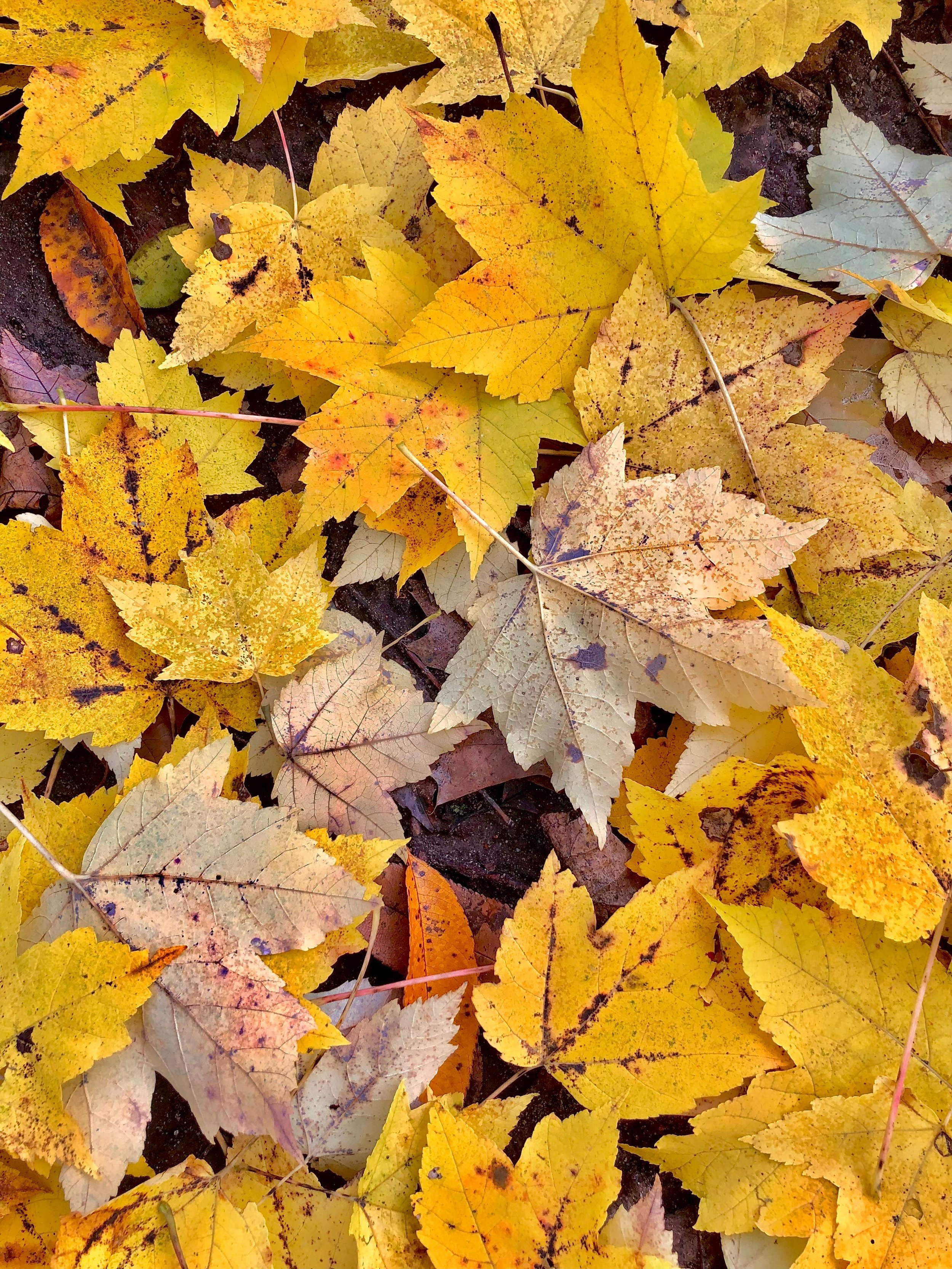 October 26,  Leafy Leaves!