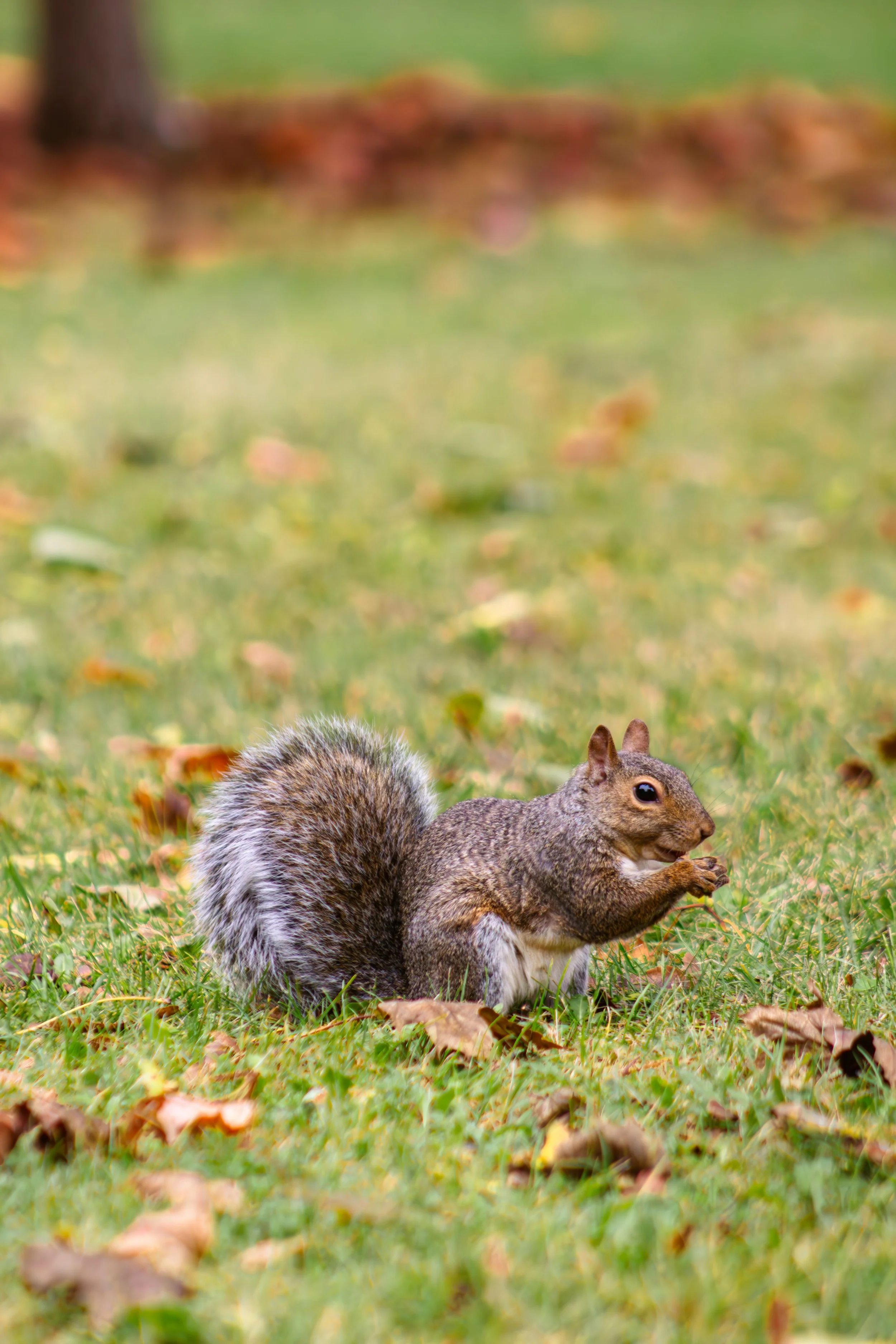 November 24, Squirrel Smarts!