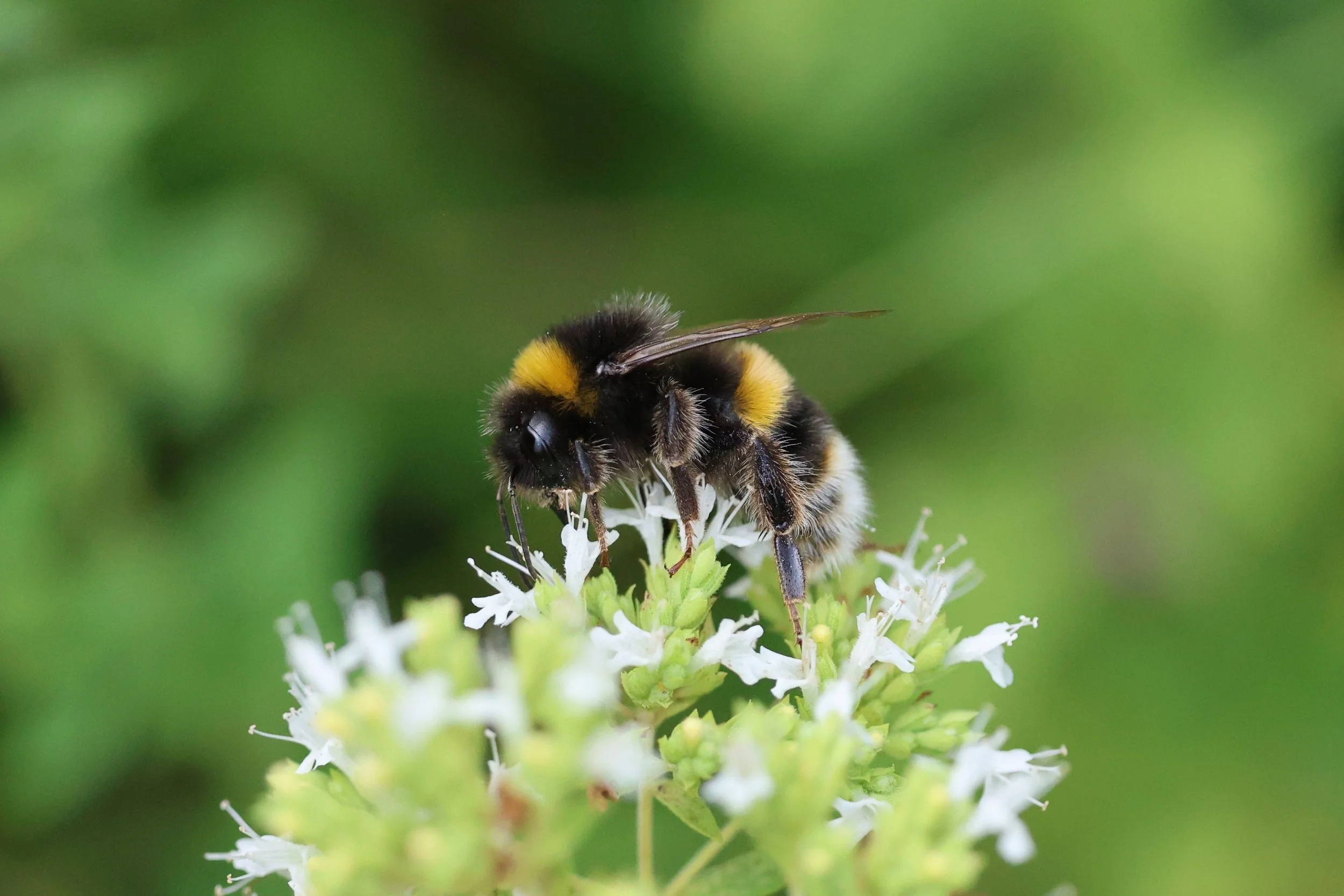September 26, Buzzy Bees!