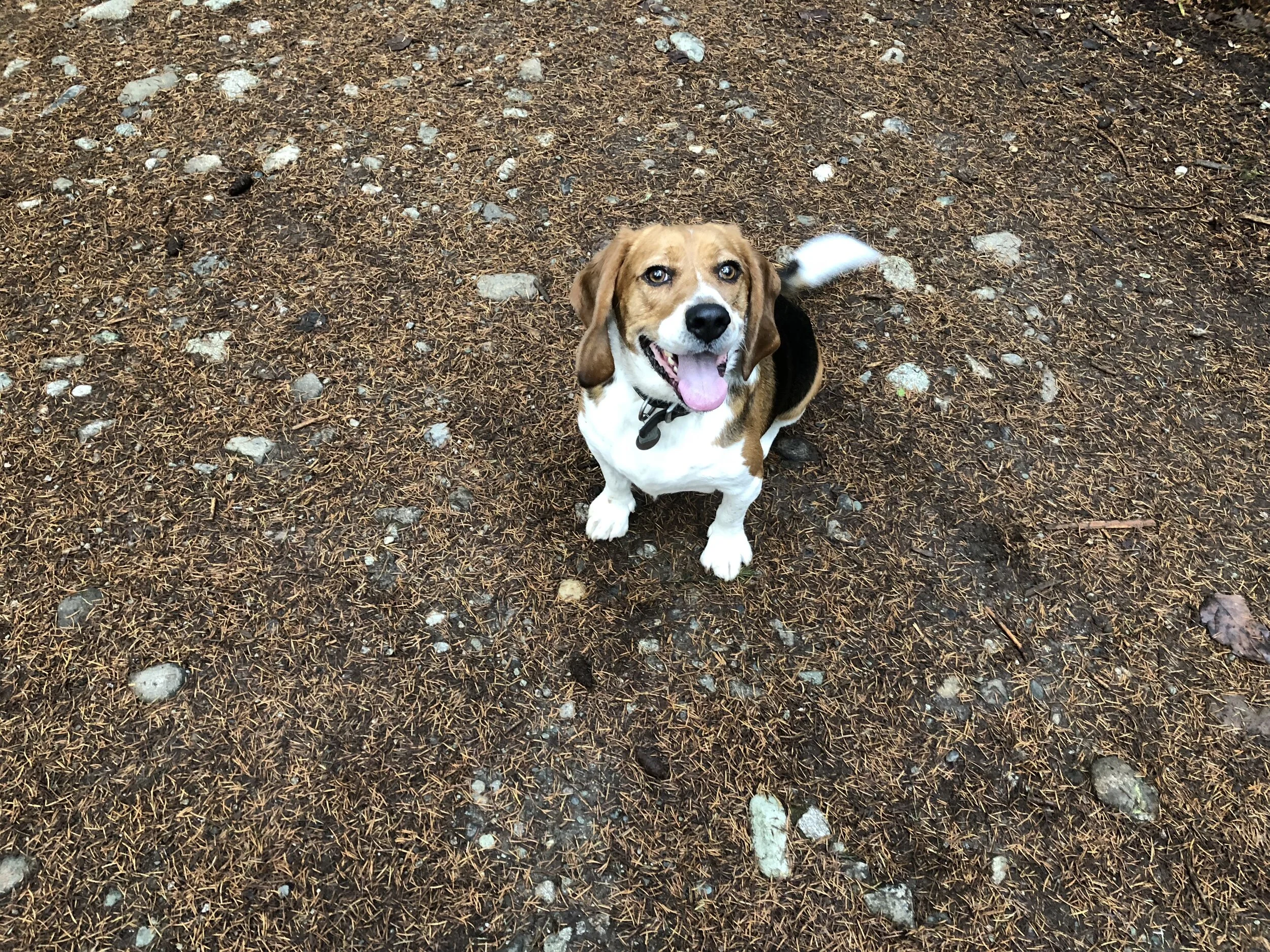 Hugo in the woods (1).jpeg