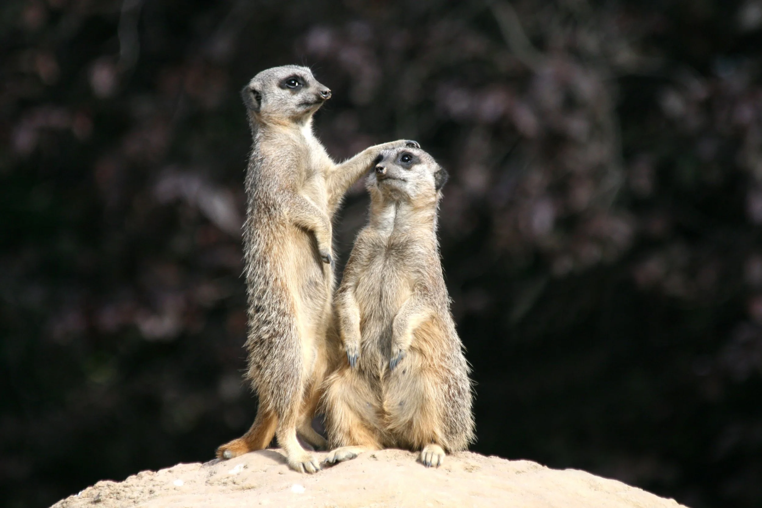Meerkat Mentor