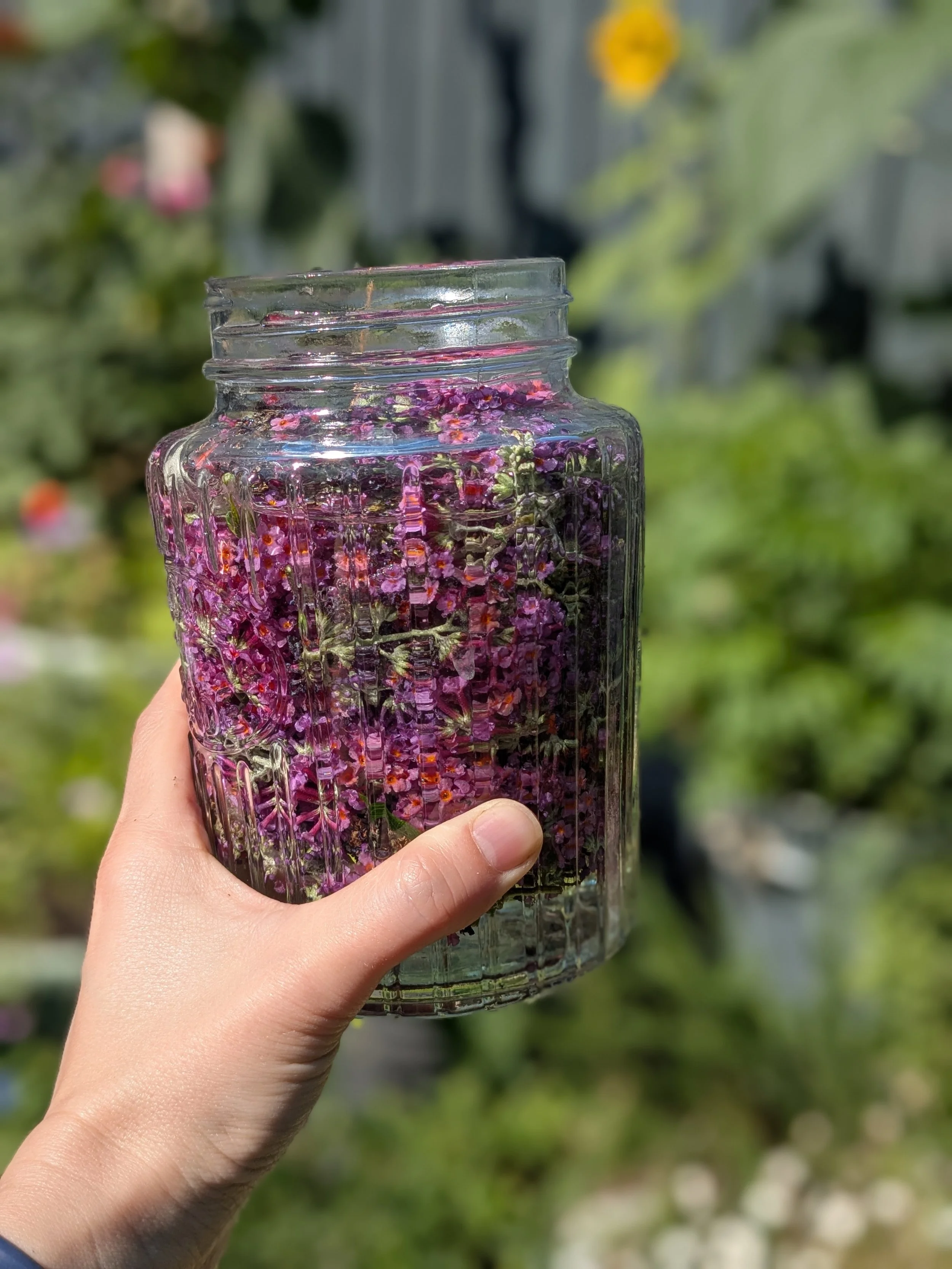 Extracting colour from plant material