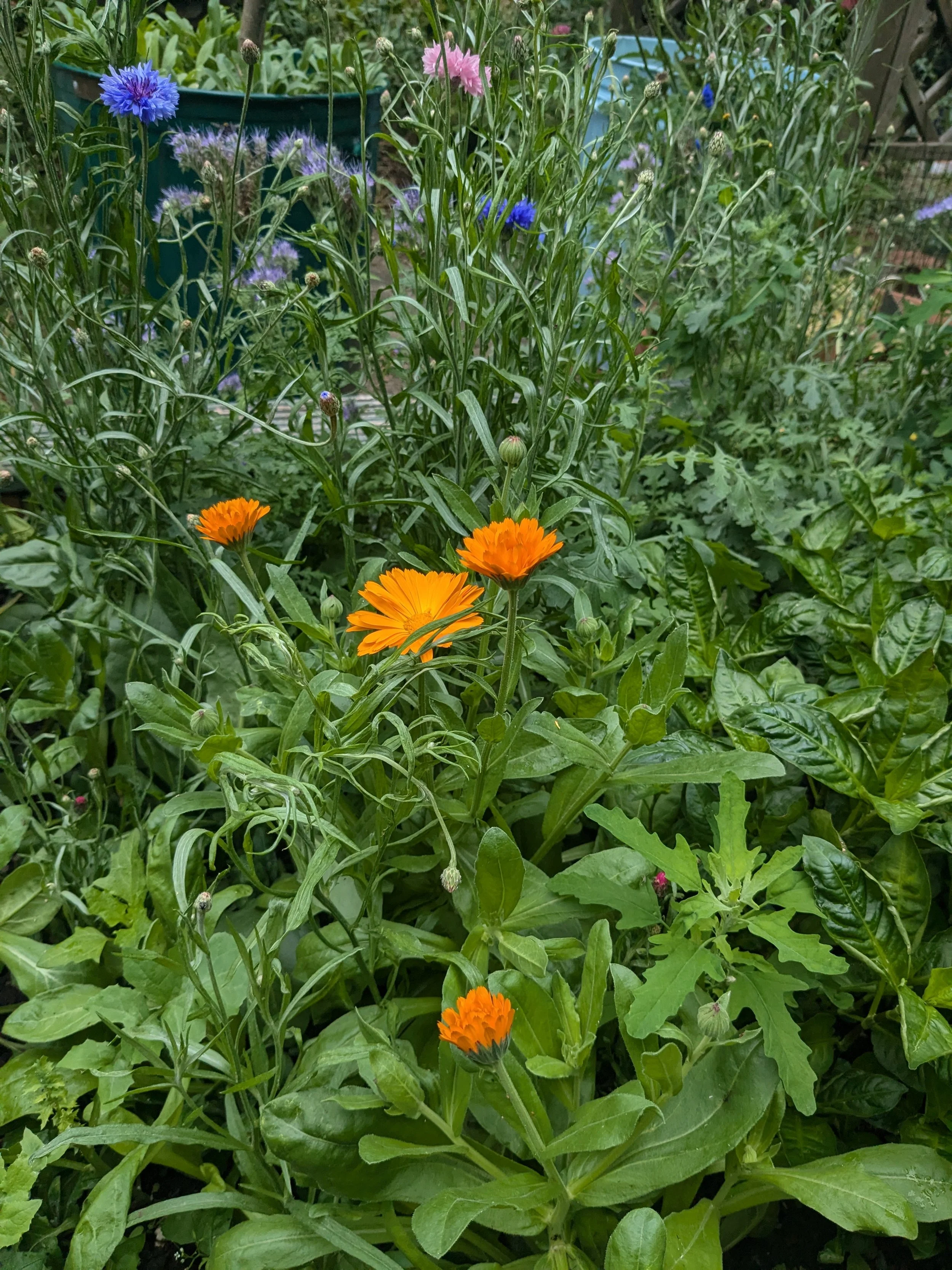 Plants grown in containers to use for pigment: including calendula and indigo.