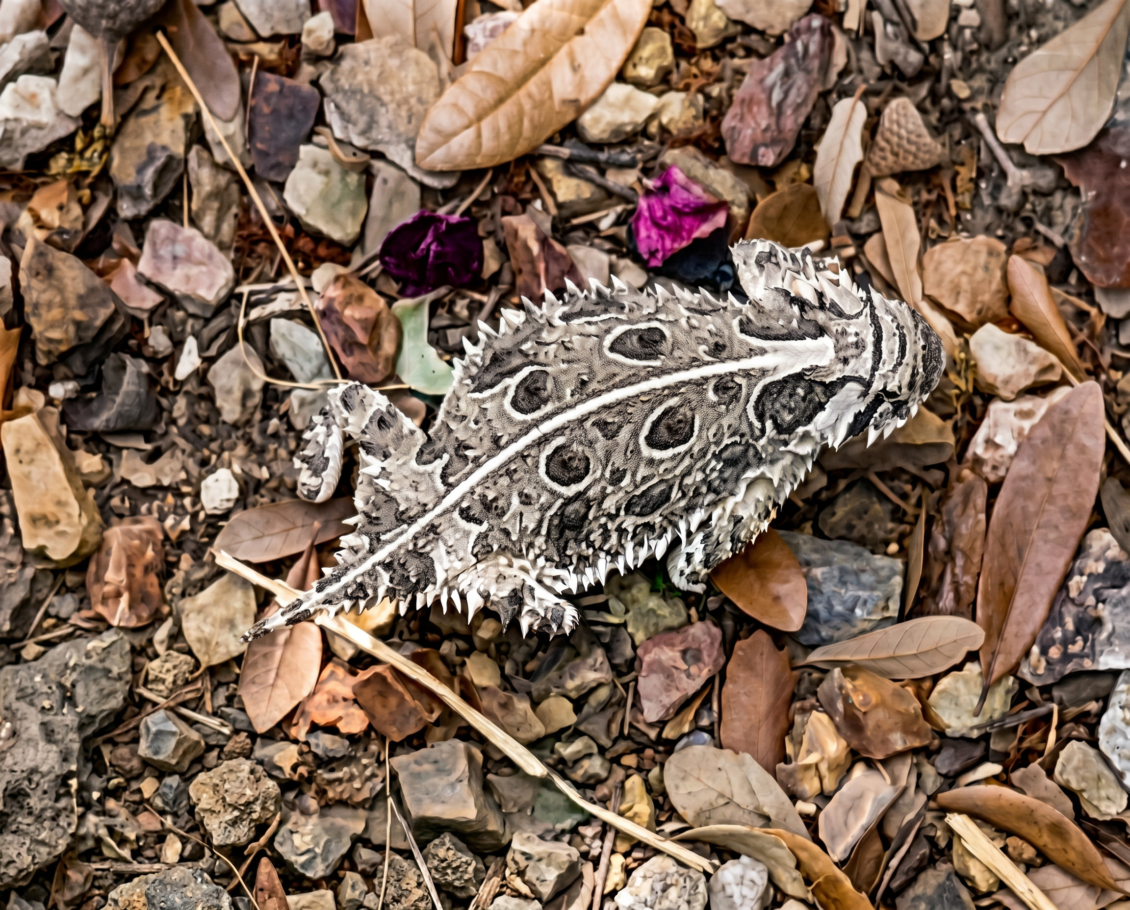 Horned Lizard Arizona Wine Vineyard Wildlife