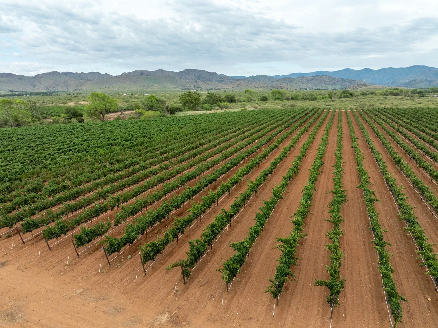 Arizona Monsoon Wine Vineyard Cloudy Day