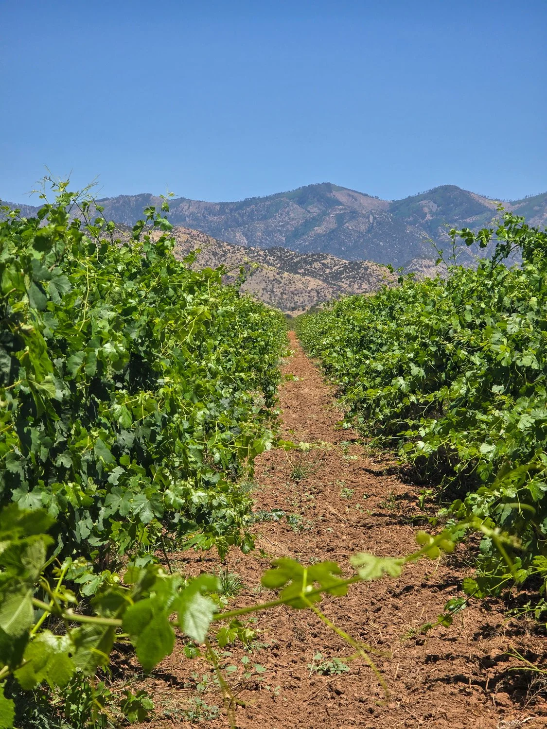 Report from Winemaker Jef on the Aridus vineyard as of June 3