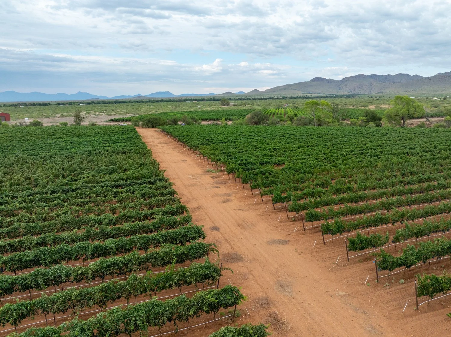 The Impact of Monsoons on the Grapes and the Vineyard in Arizona